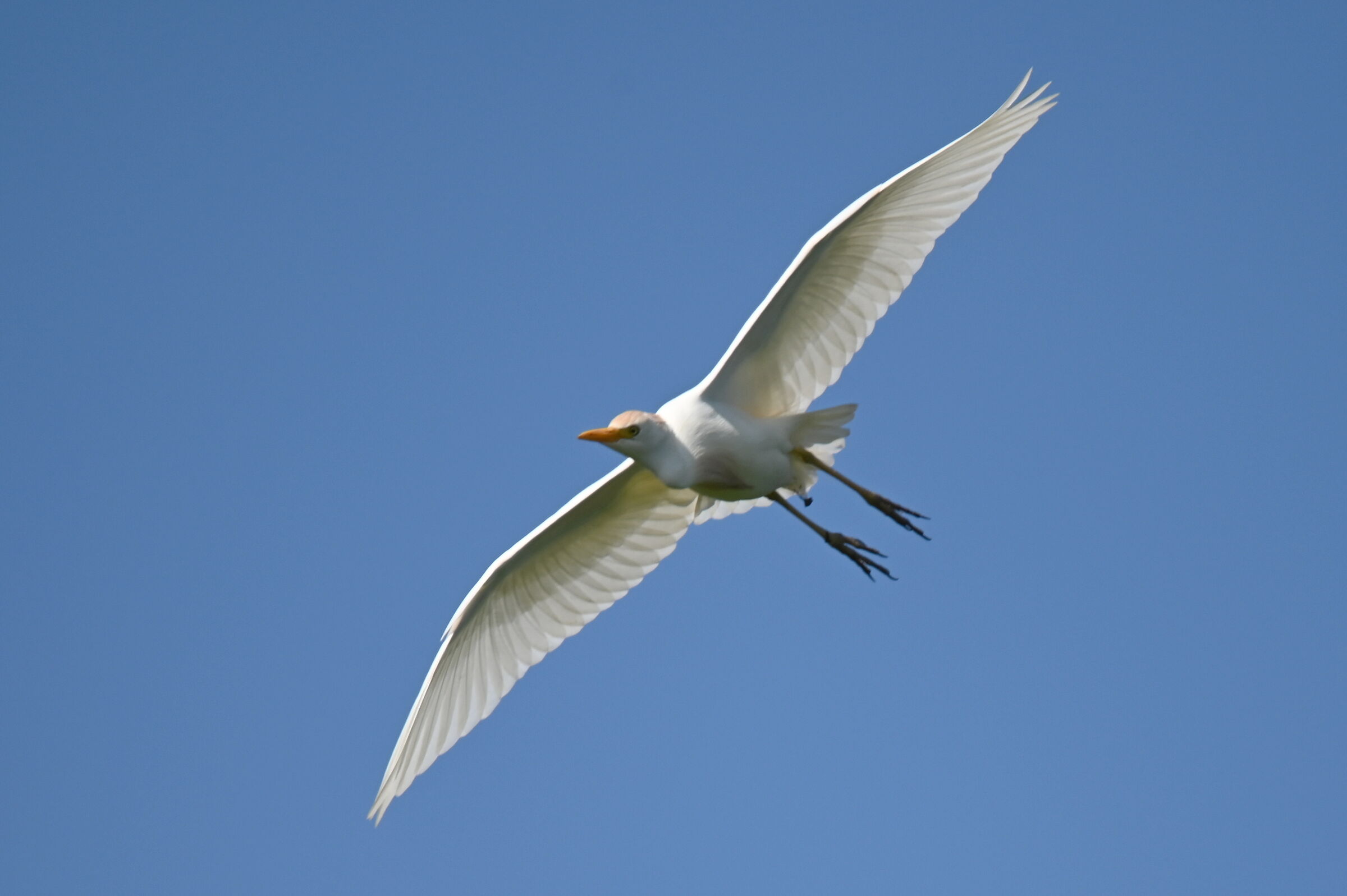 airone guardabuoi