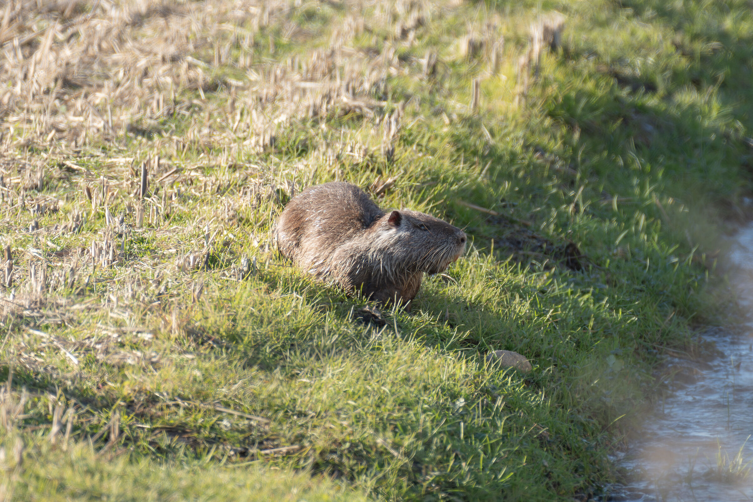 Guardiano della risaia