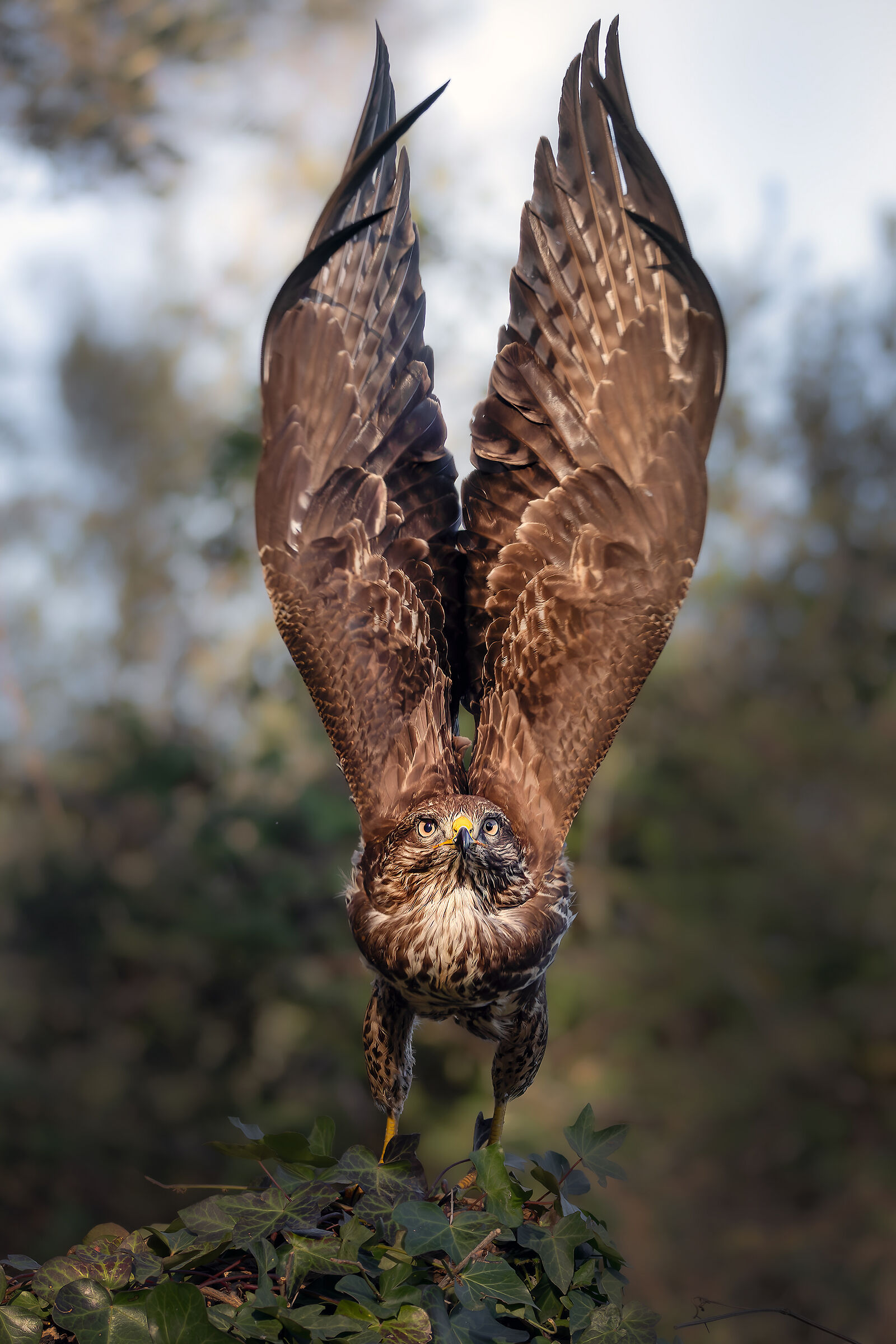 buzzard