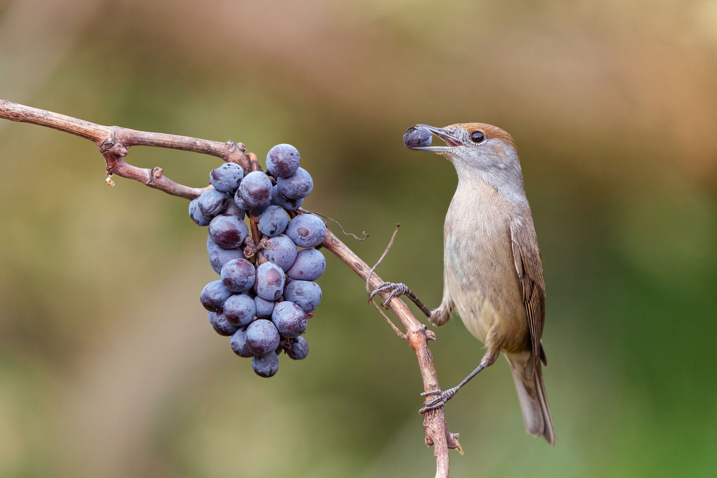 Female Blackcap with Grapes