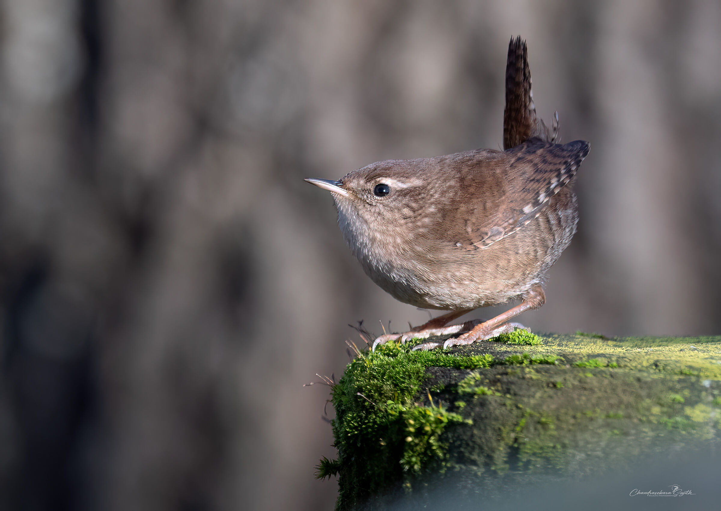wren