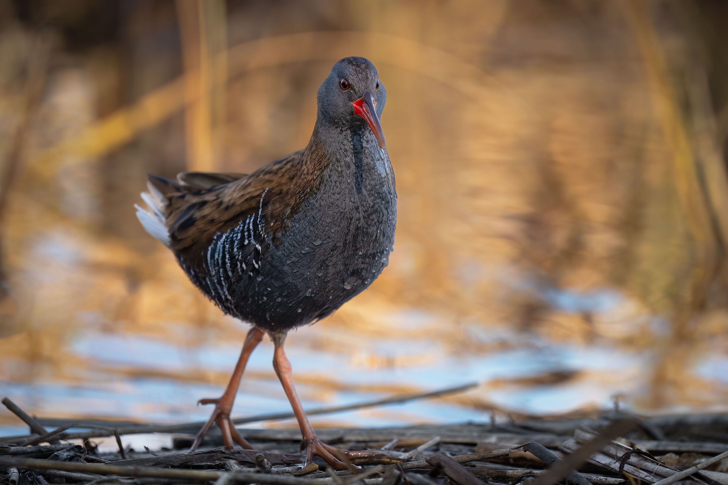water rail