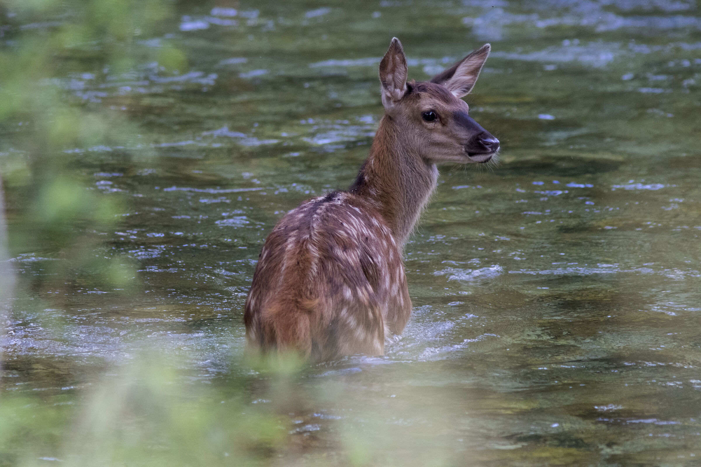 Fawn on the Sangro River
