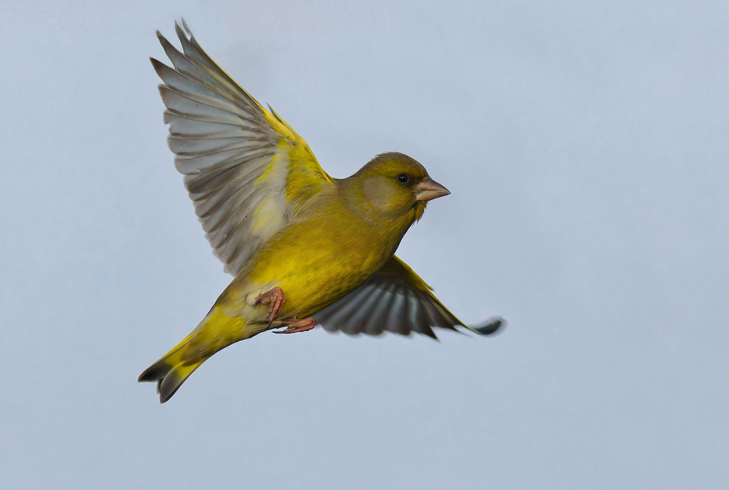 Greenfinch (m)