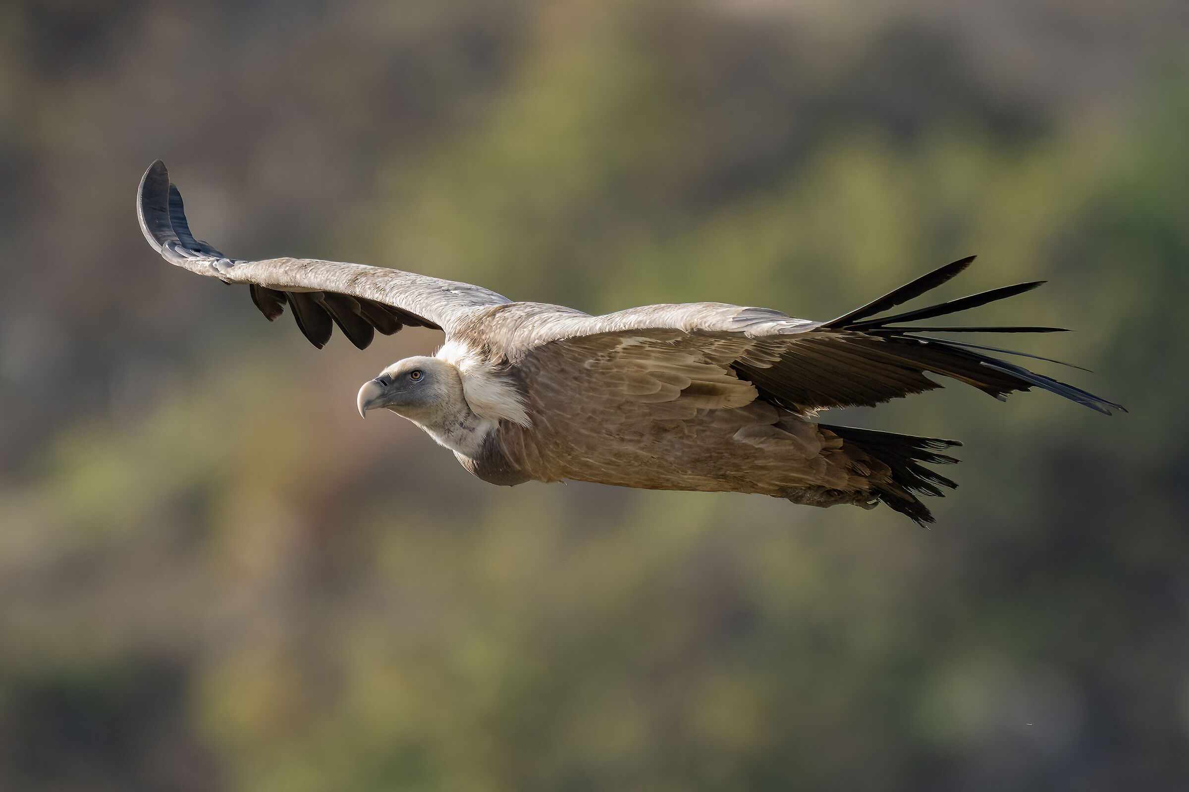 Griffin - Barronies Provencal