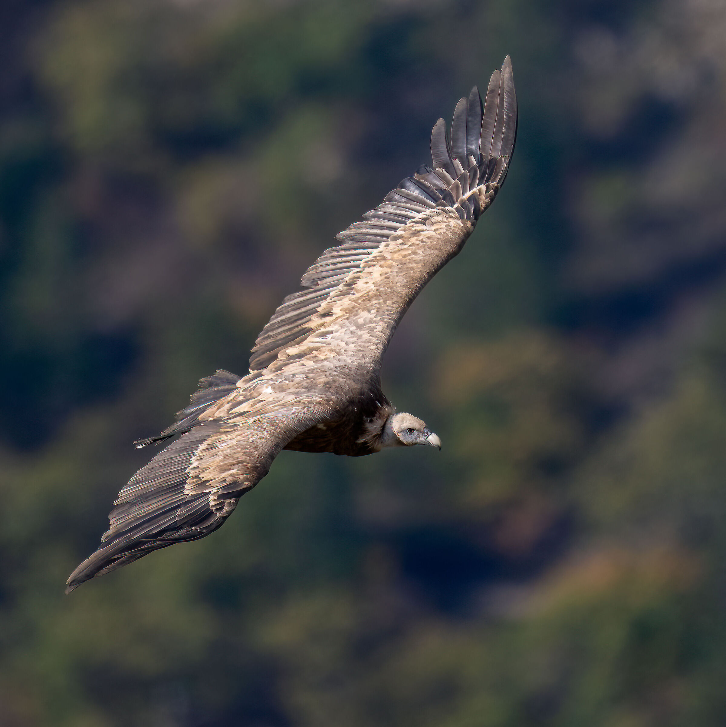 Griffin - Barronies Provencal