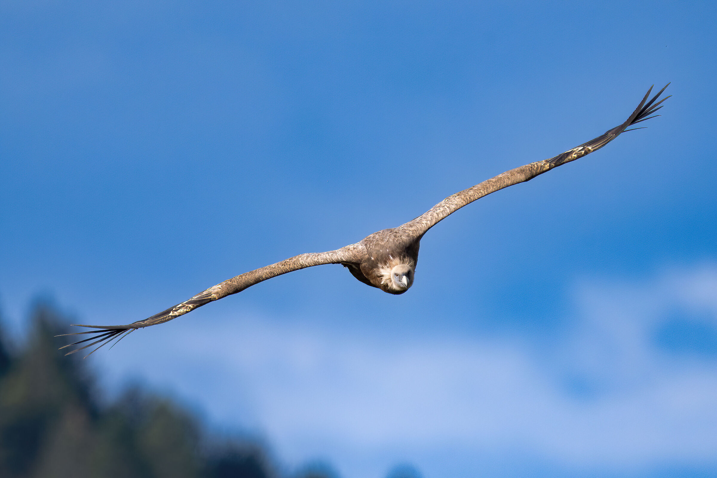 Griffin - Barronies Provencal