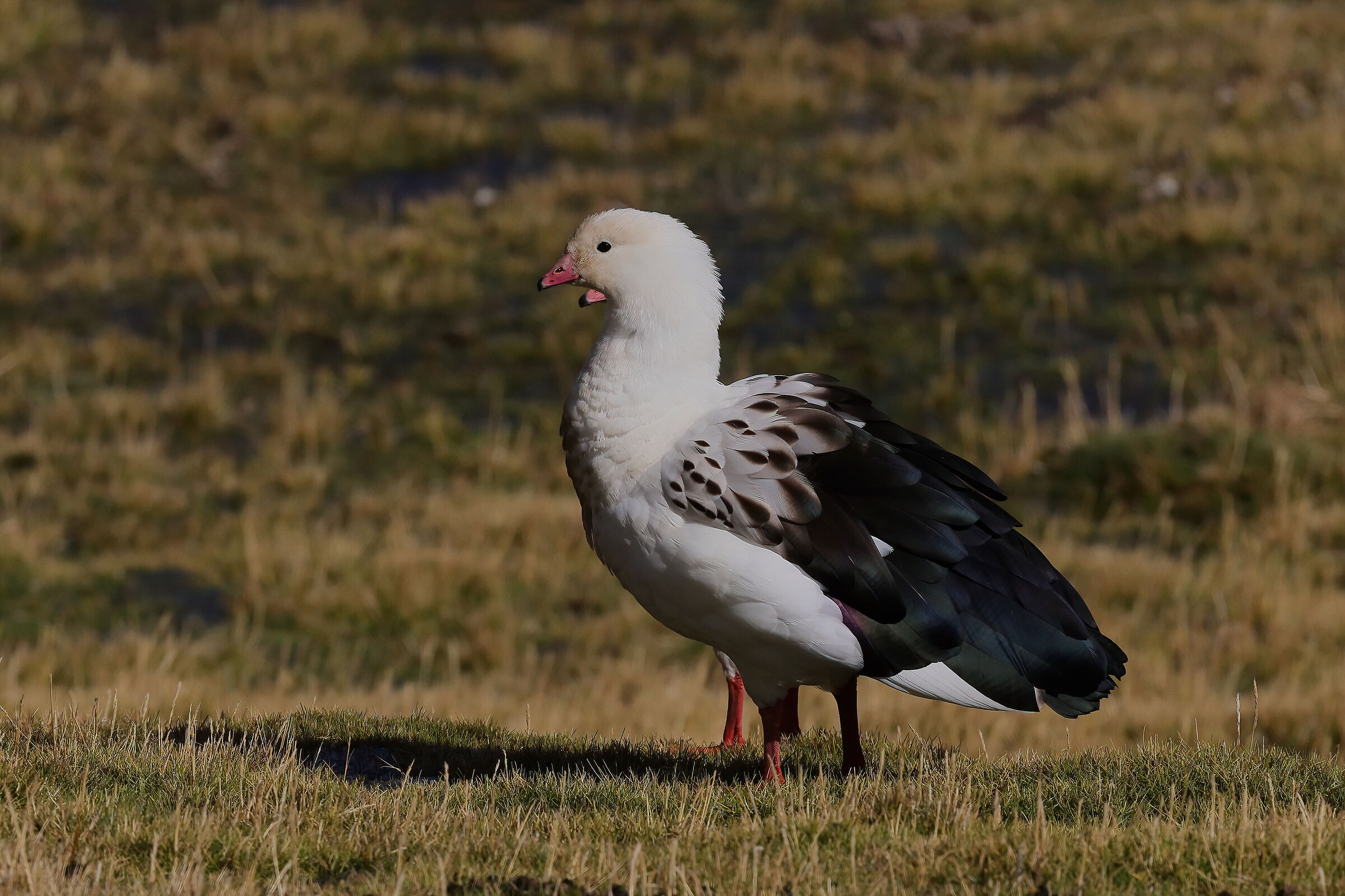 Andean goose