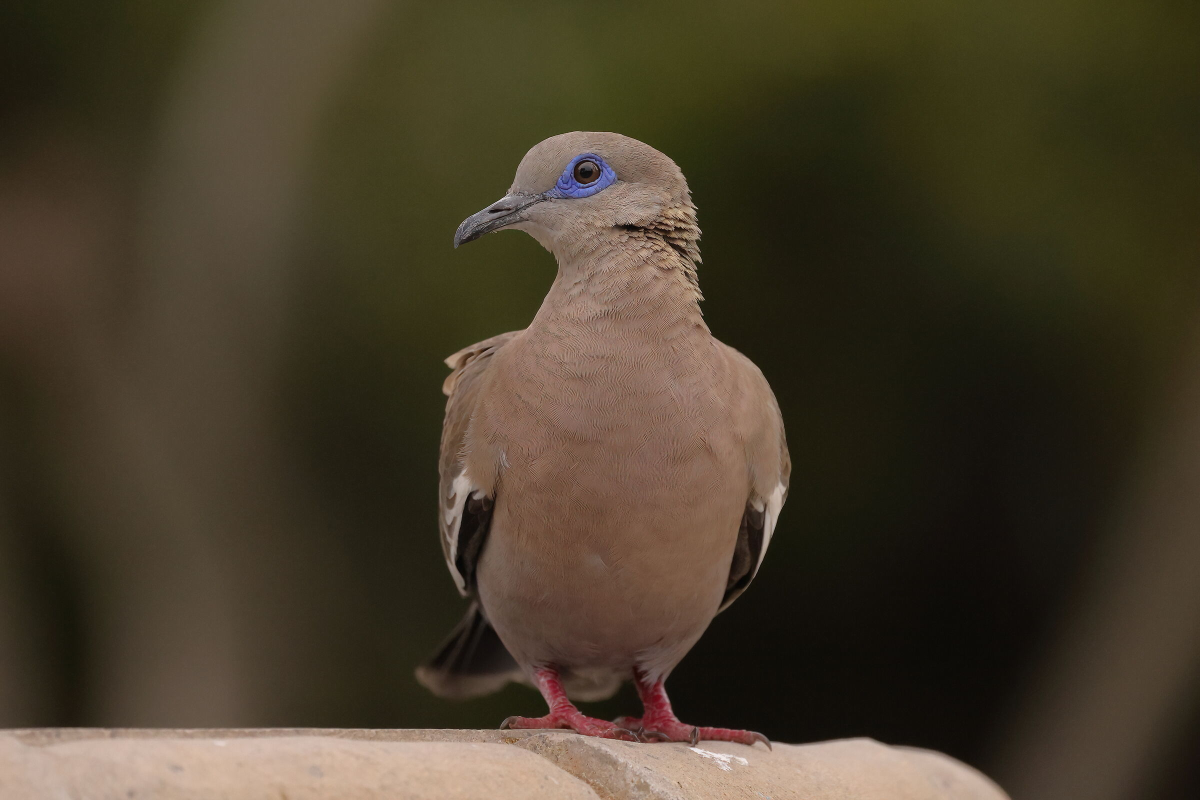 Pacific Turtledove