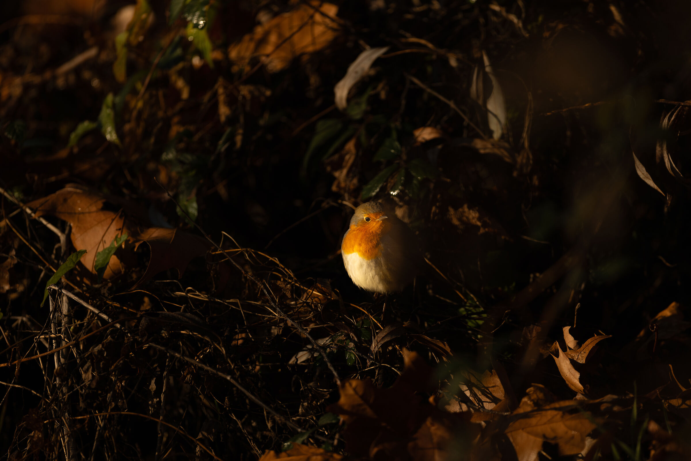 B u o n  N a t a l e