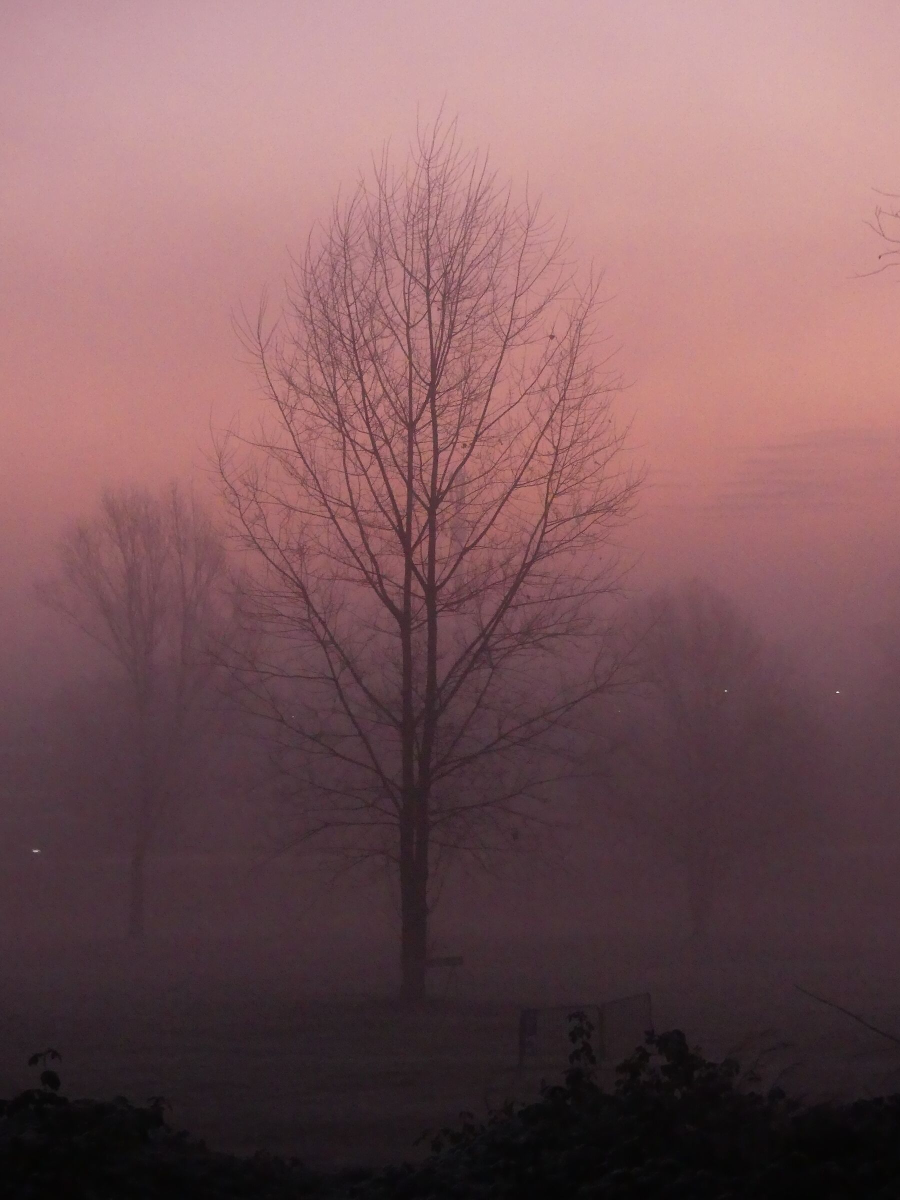 Fog in pink