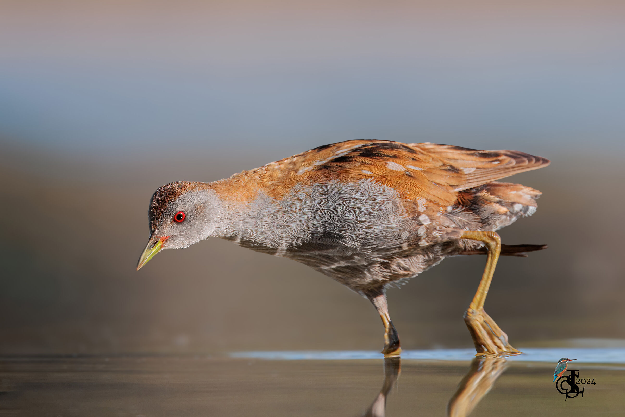 Little crake