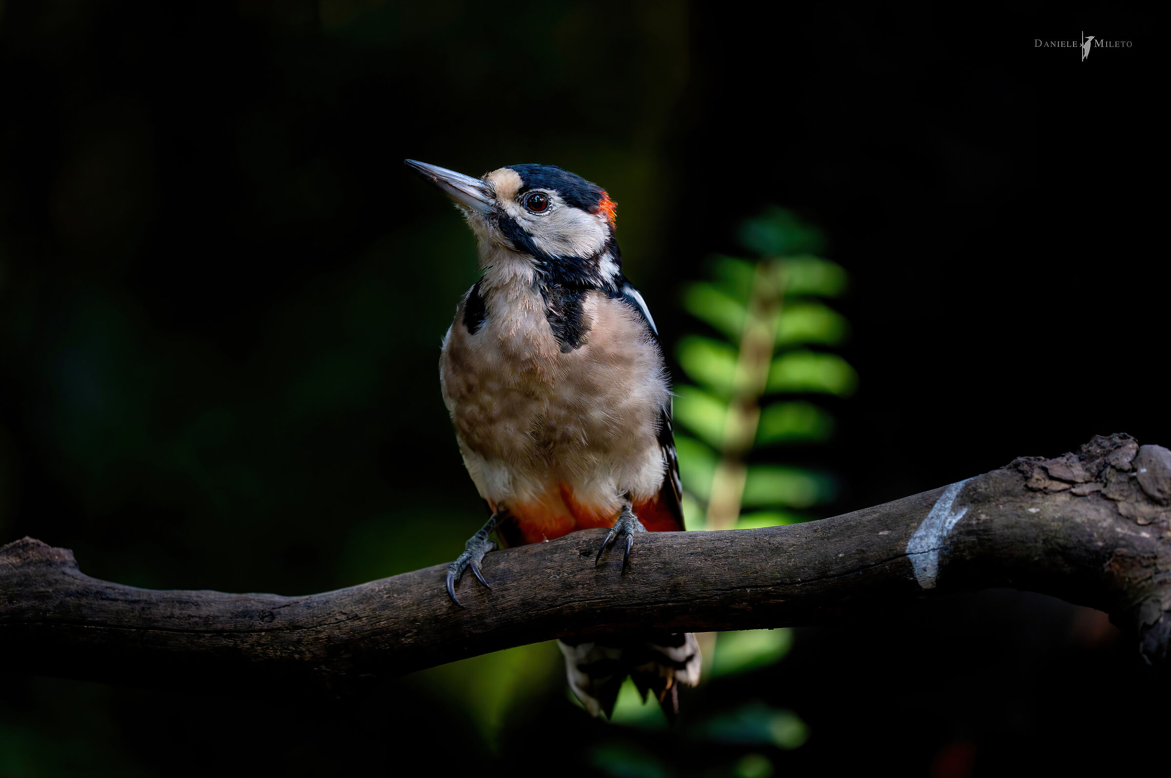 Last rays "Great spotted woodpecker"