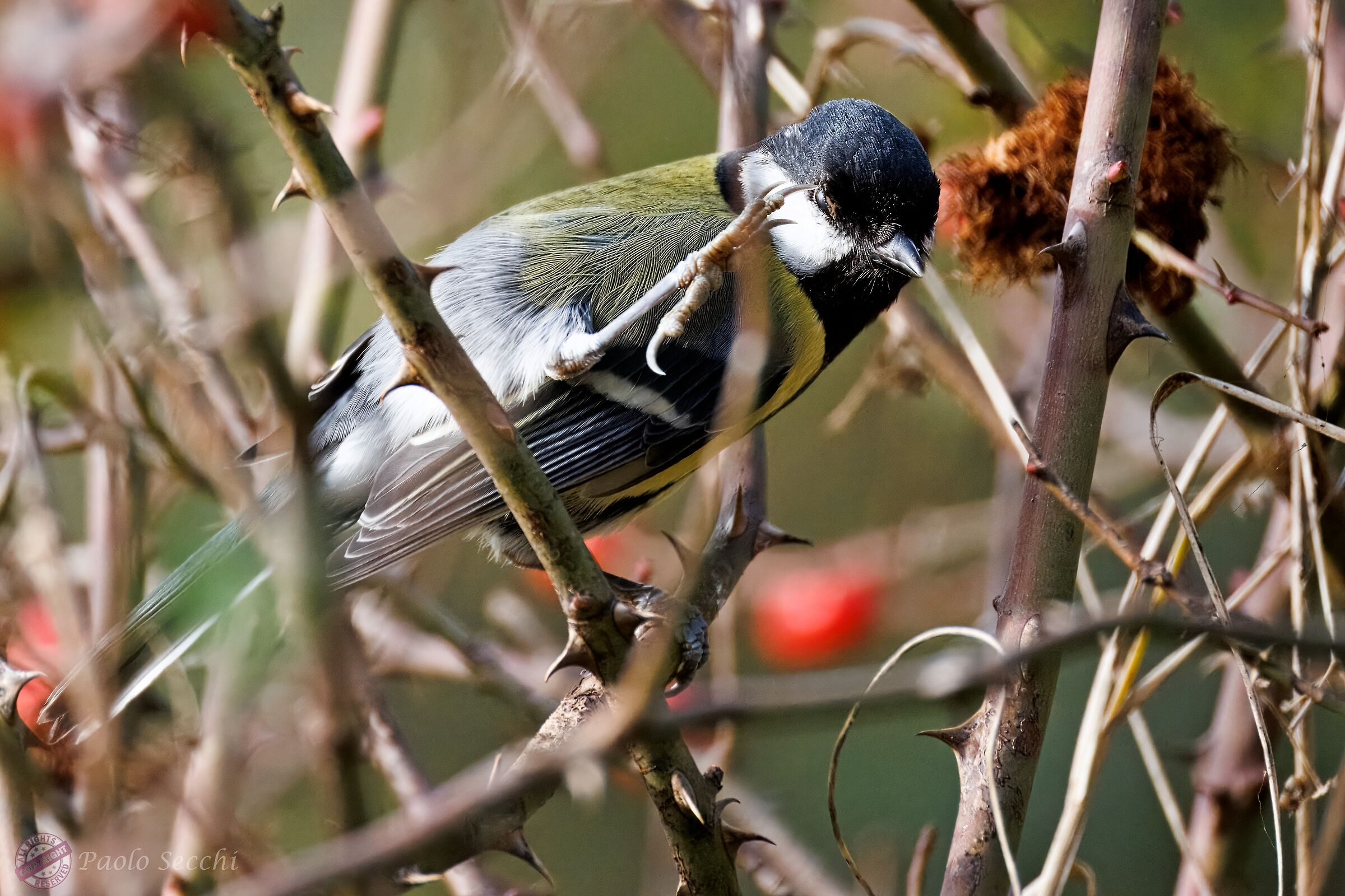 Cleaning the nictitating membrane