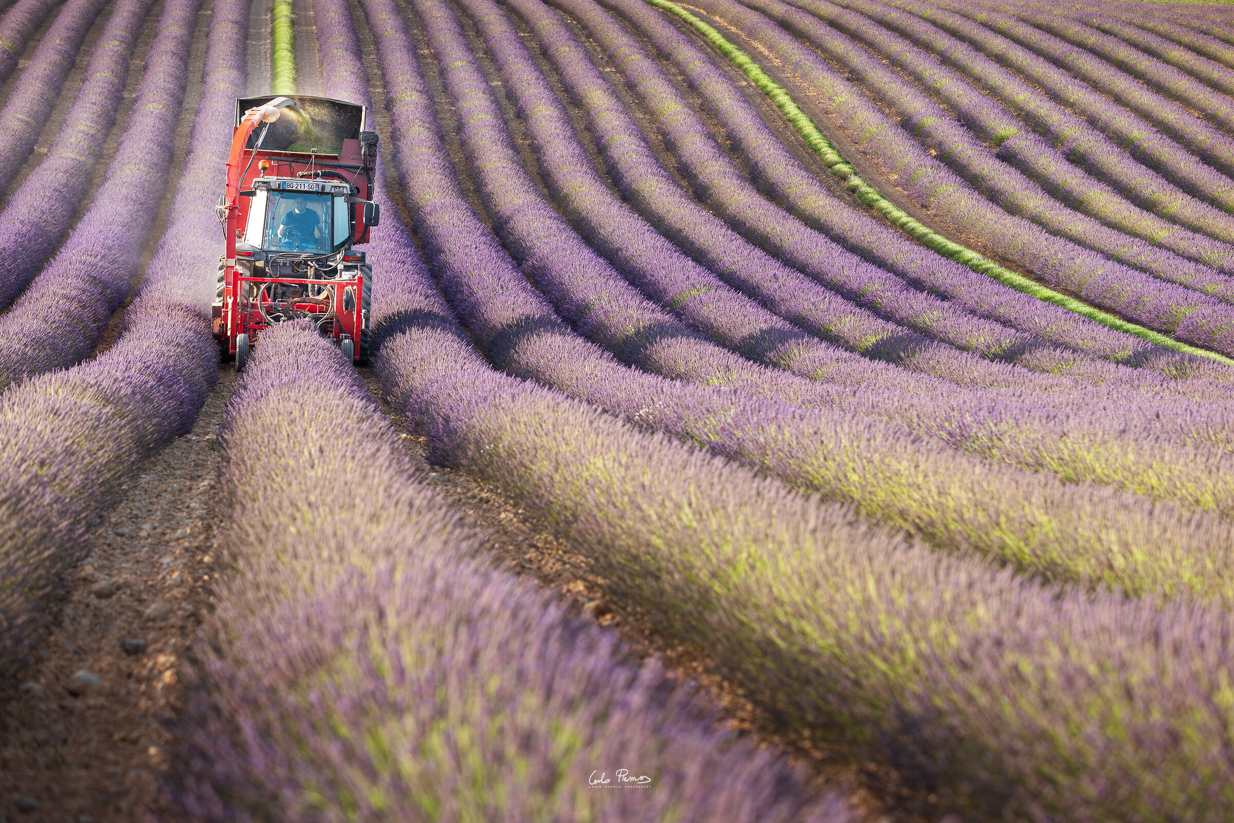 The cutting of lavender