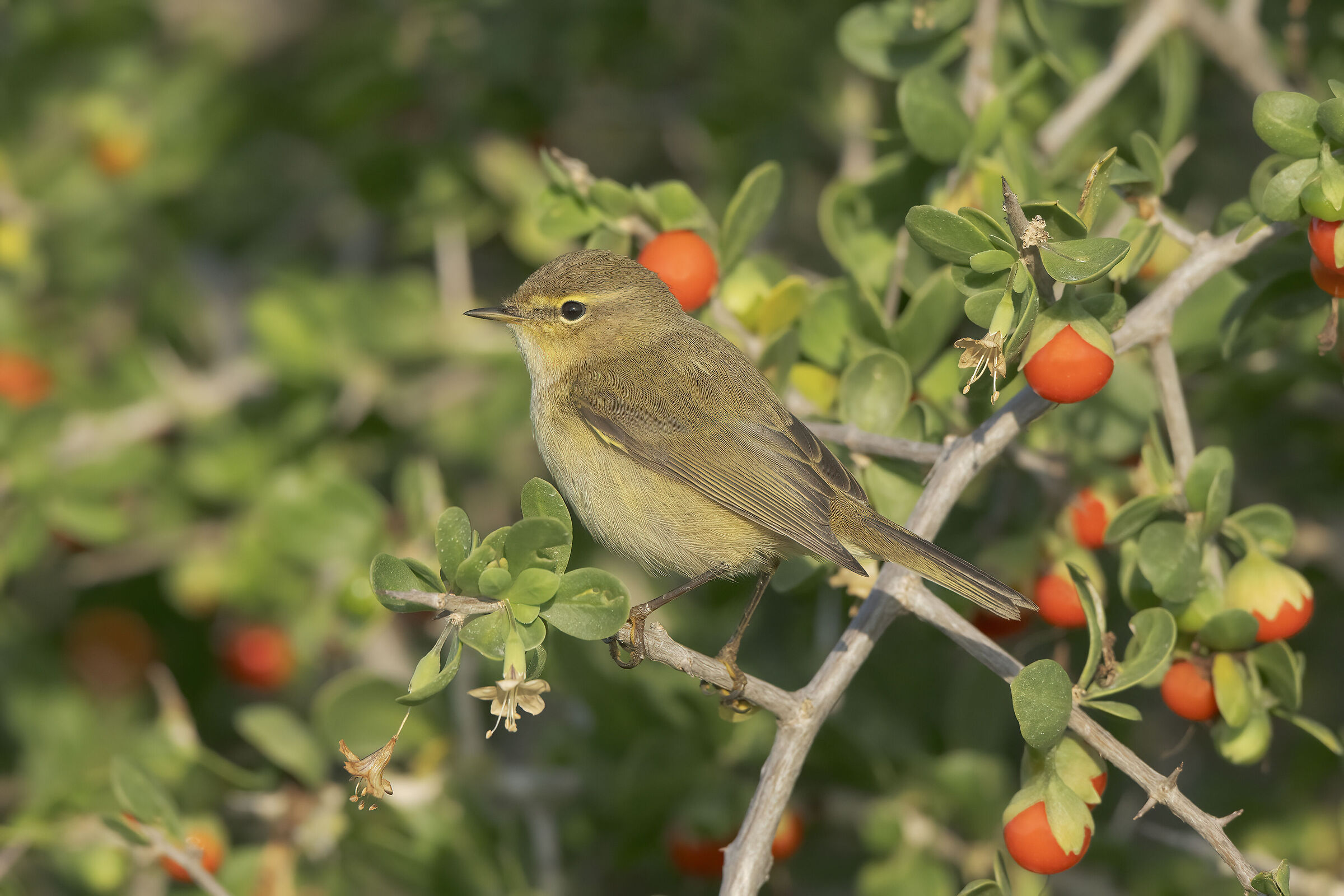 little 'Christmassy' luì