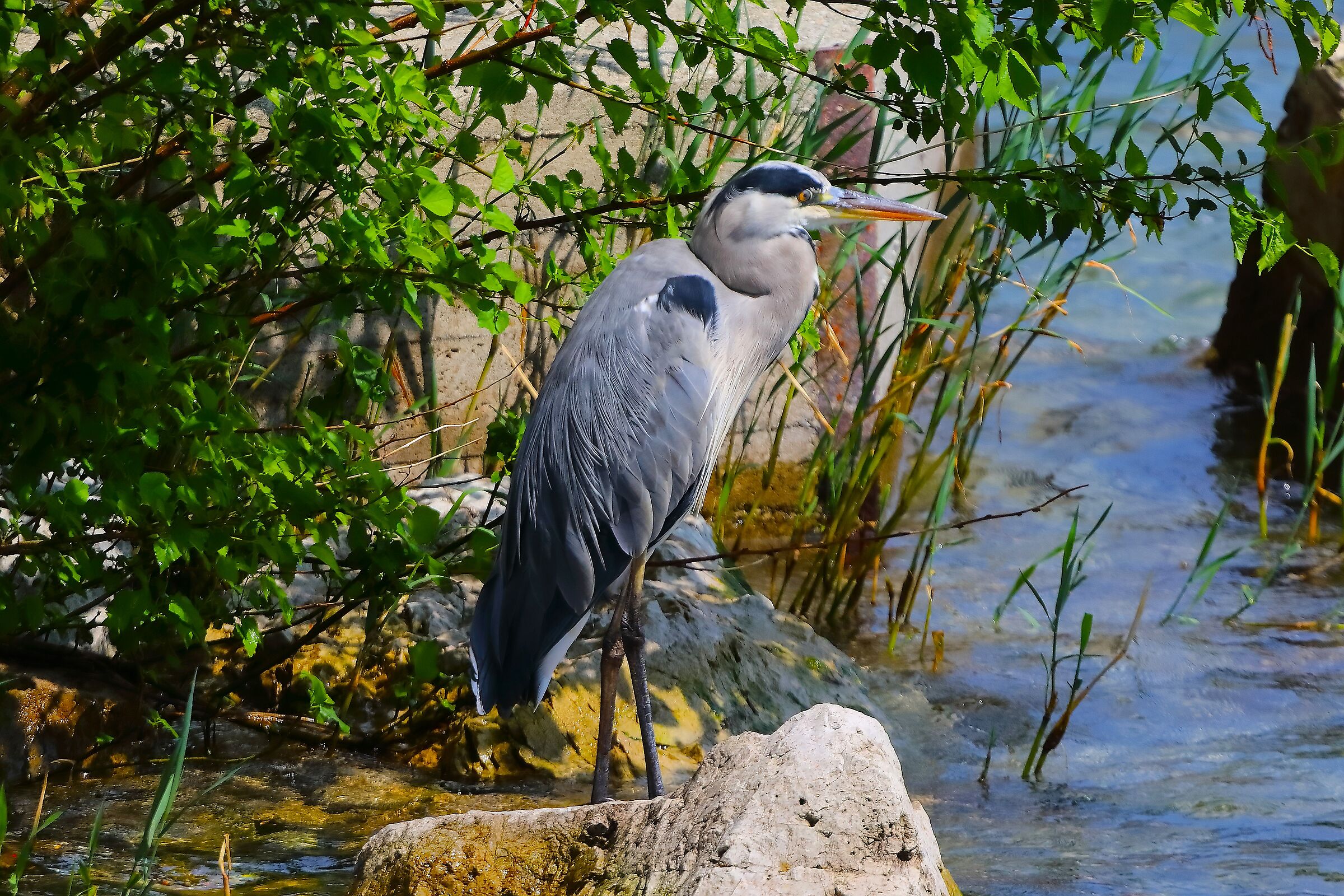 Cenerino 07 agosto 2024 - 0003