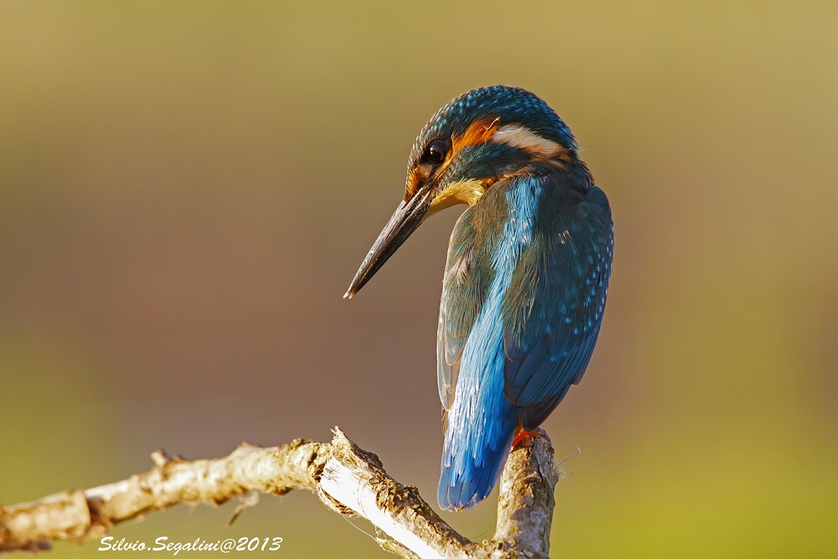 Verso sera...Martino..si spera