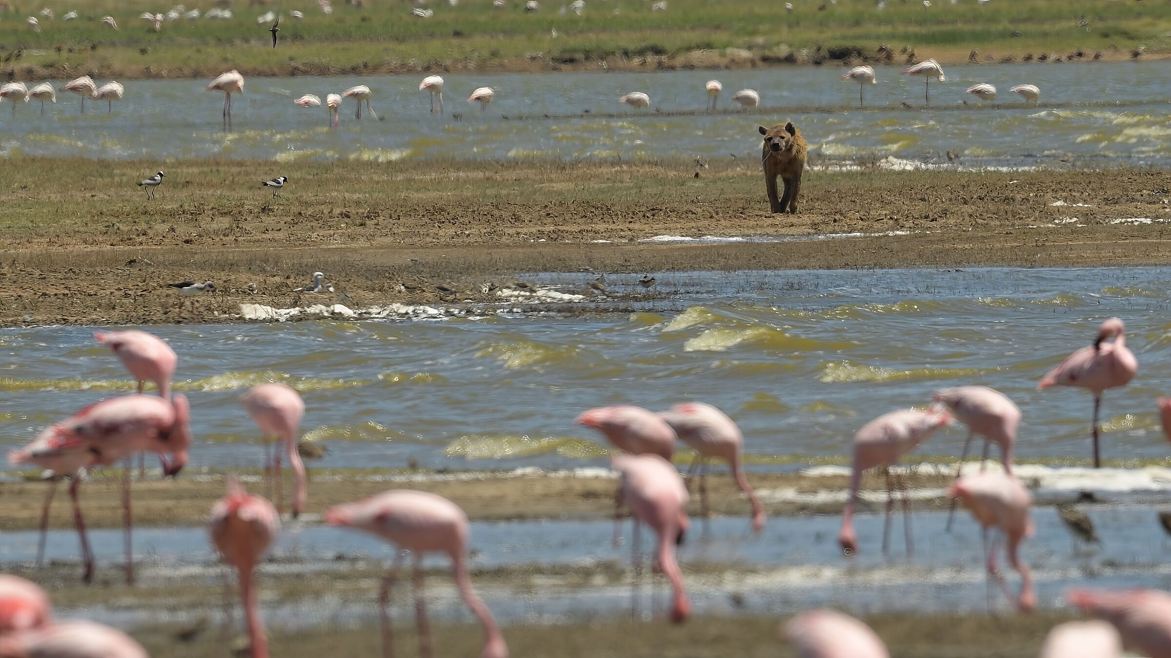Hyena among flamingos