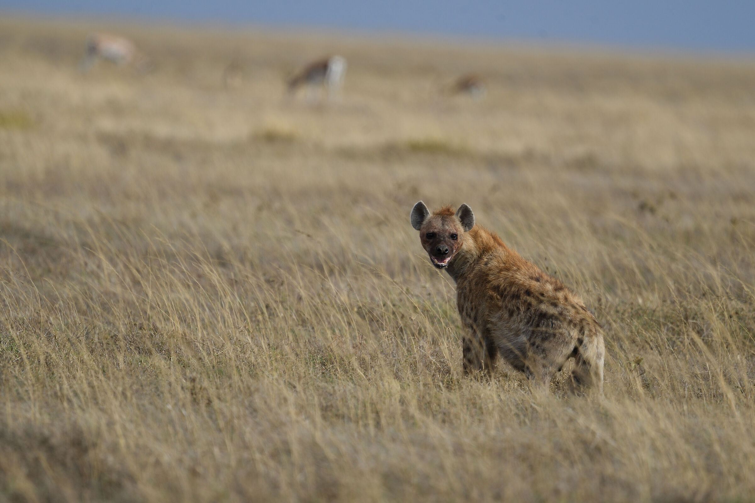The gaze of the hyena