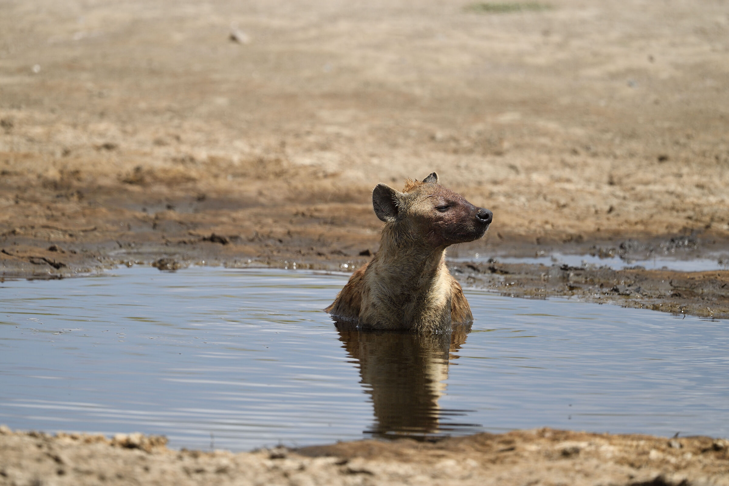 The Hyena Bath