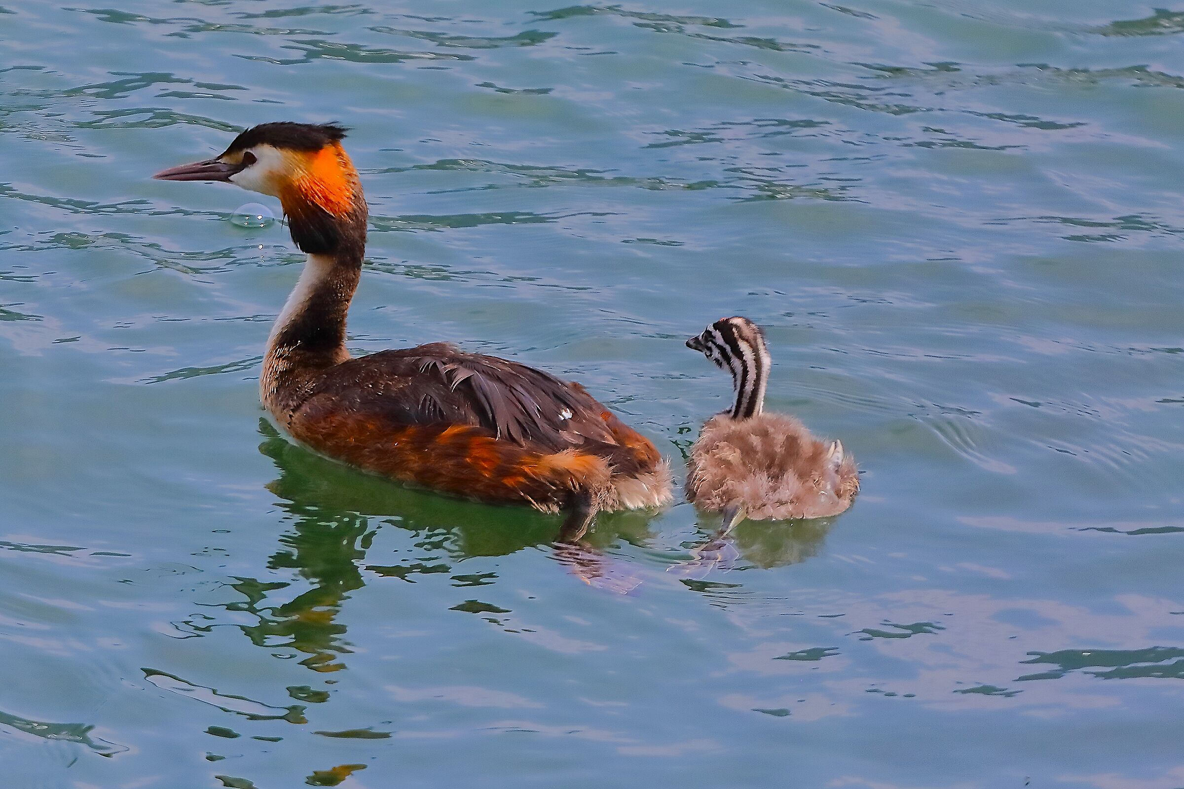 Svassi 07 agosto 2024 - 0023