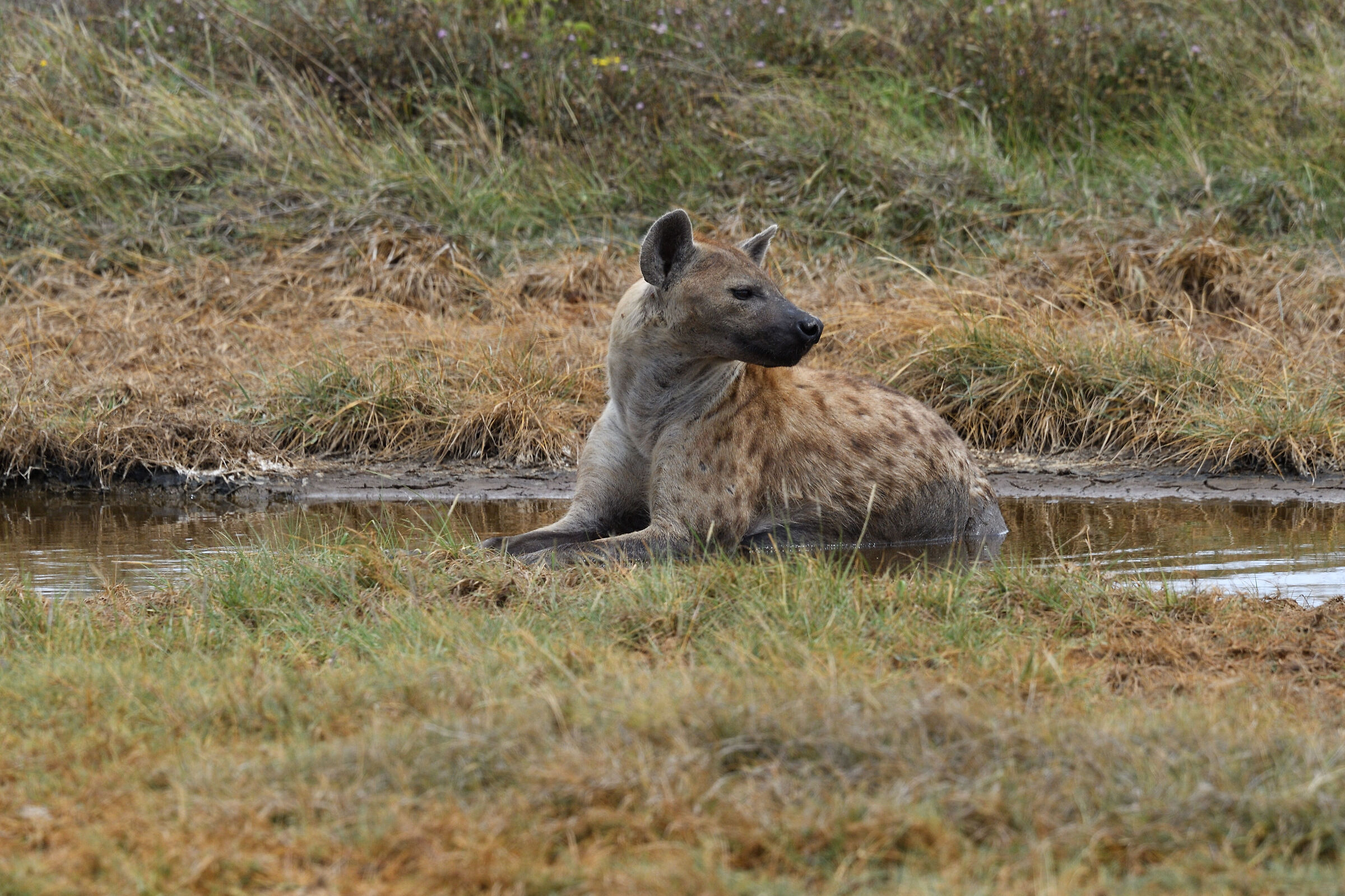 The Hyena Bath
