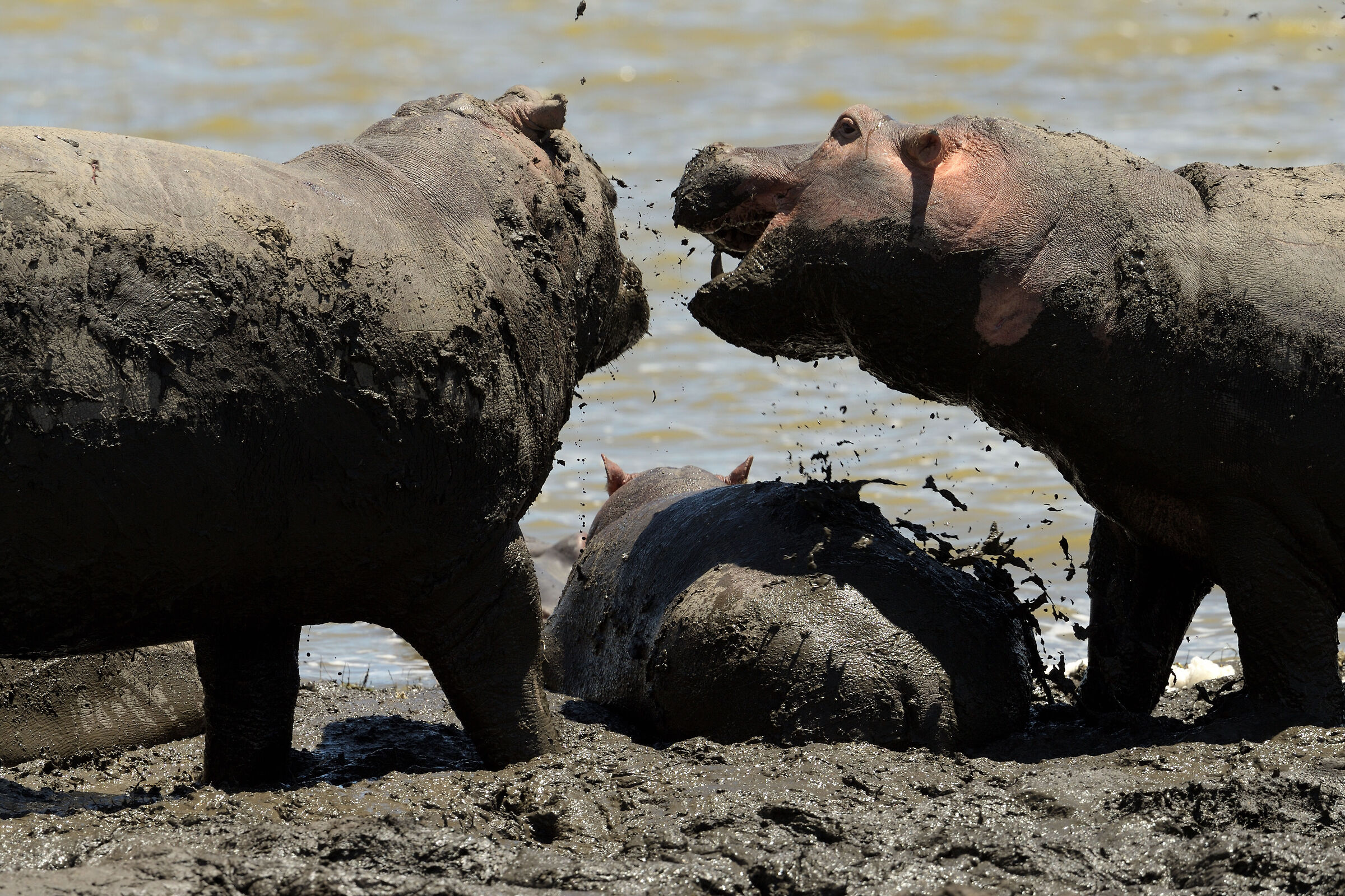 Discussions between hippos
