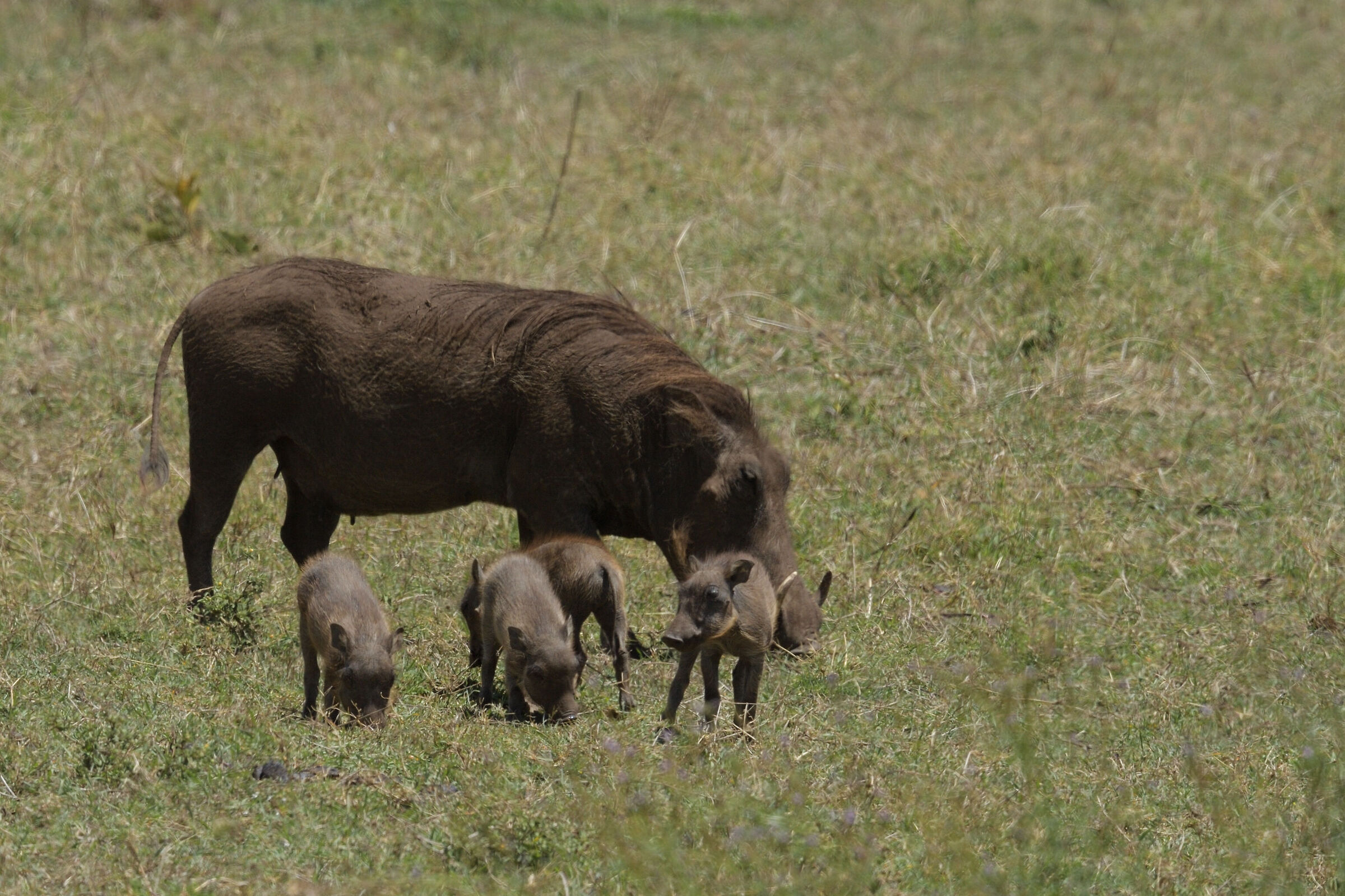 Little warthogs grow