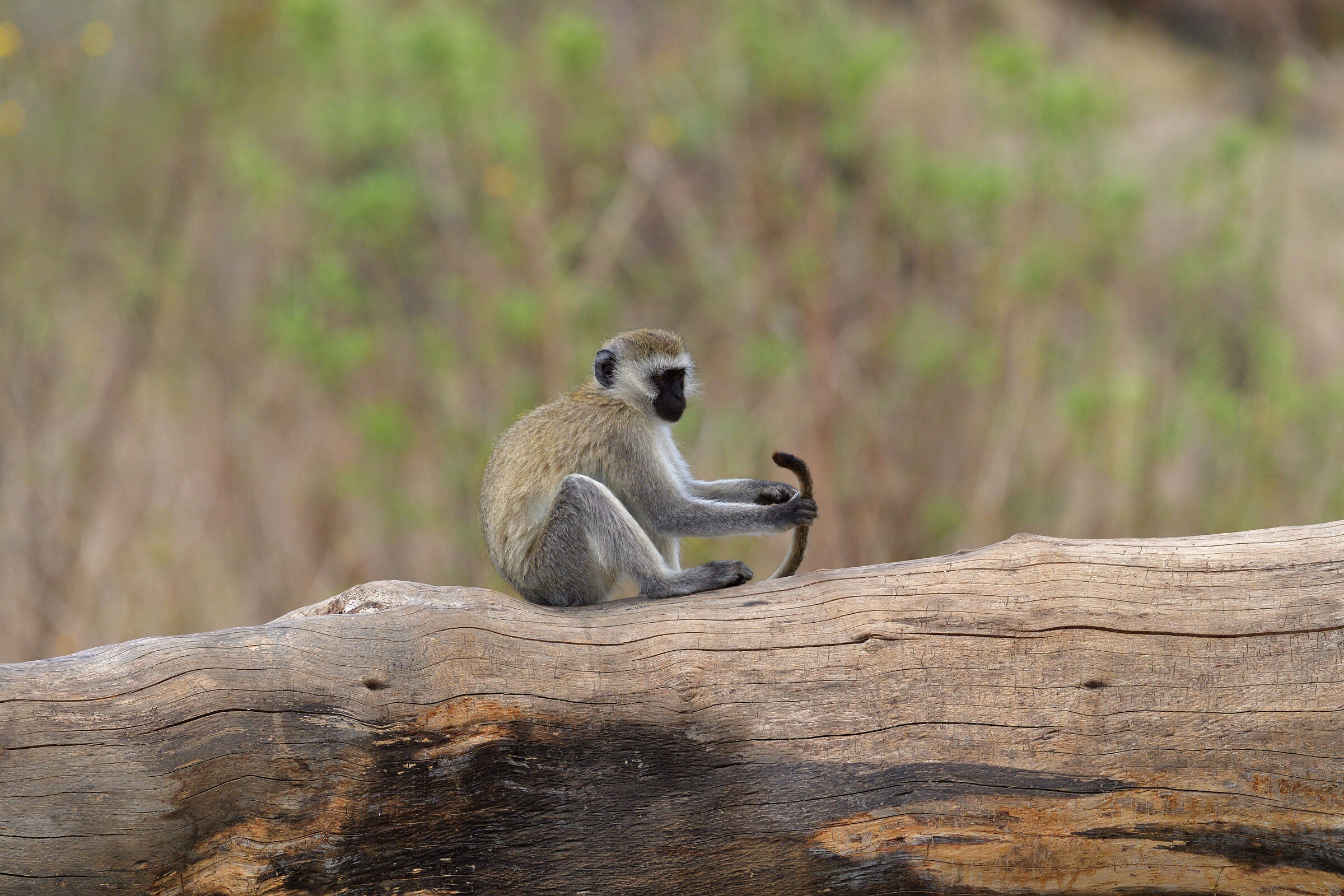 vervet monkey