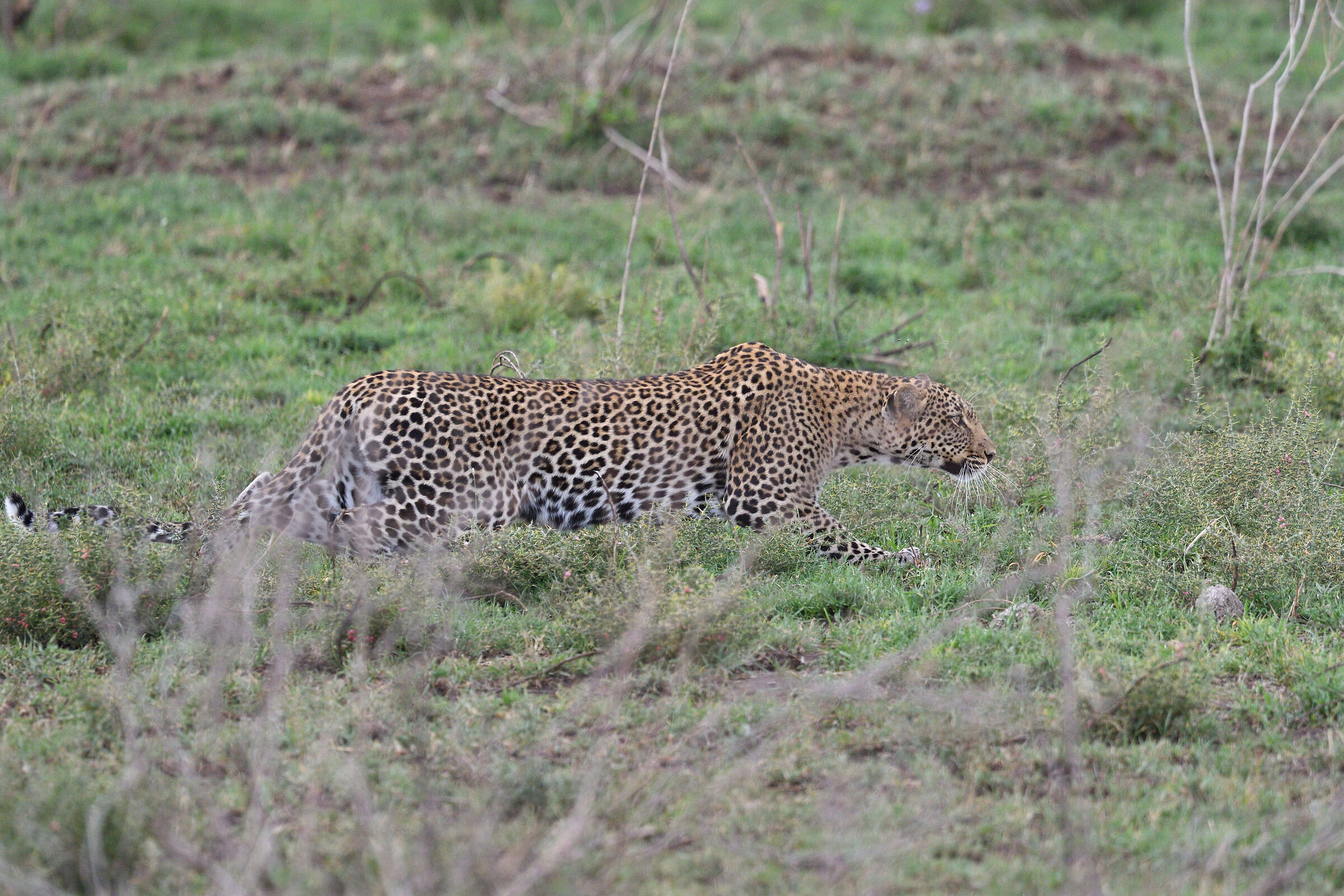 Leopard Hunting