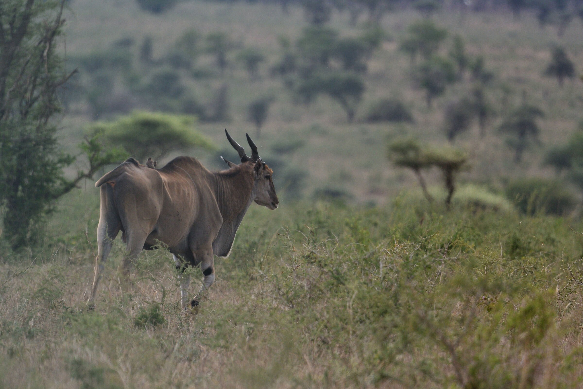 Eland