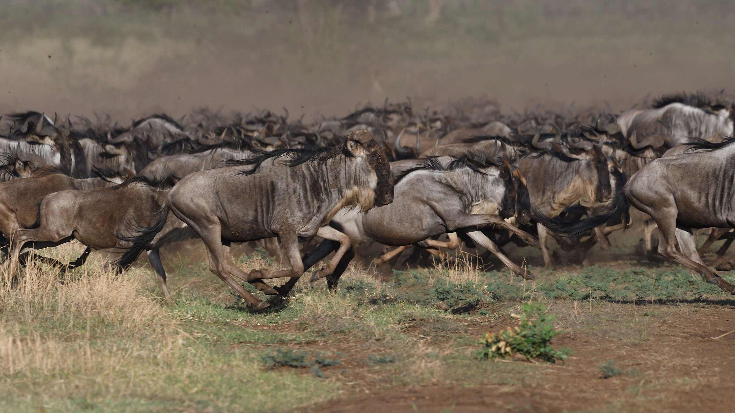The Wildebeest Migration