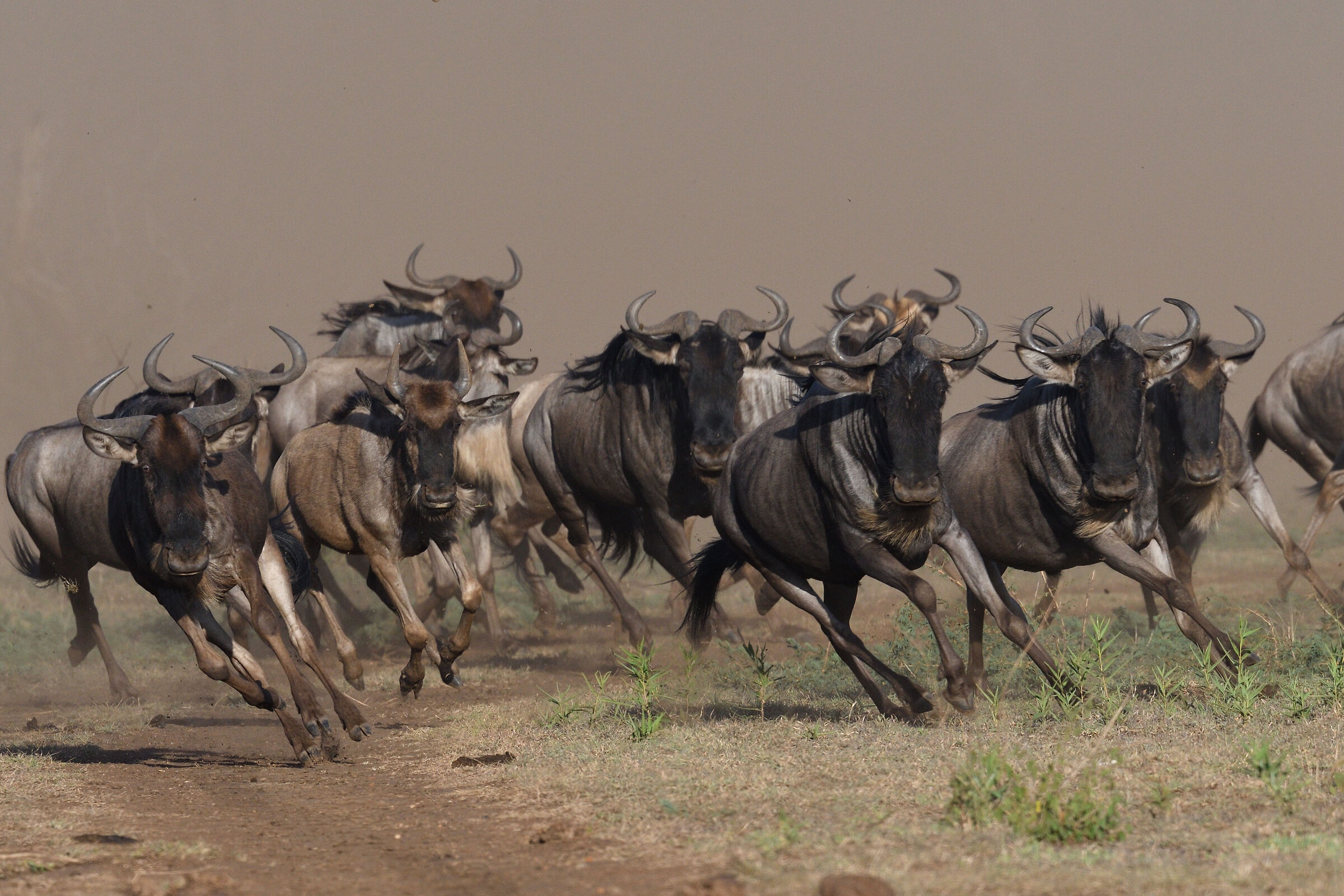 The emigration of the wildebeest