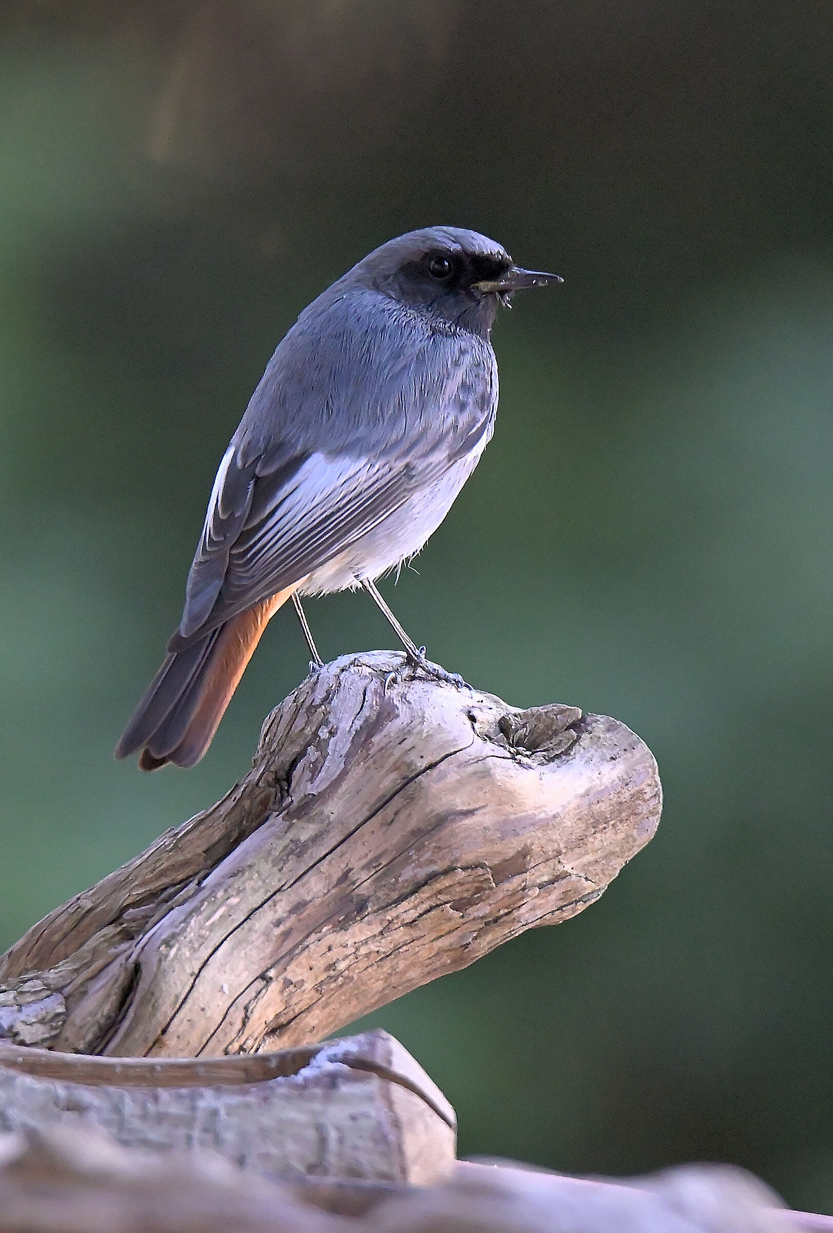Redstart Sweep. male