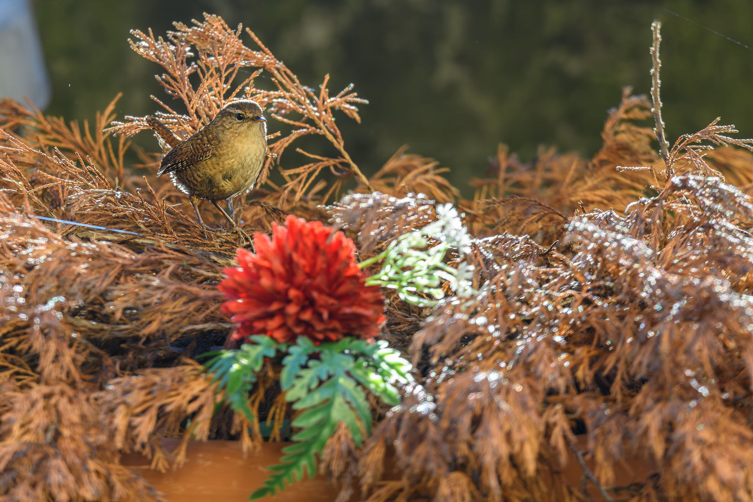 The Wren on the Juniper