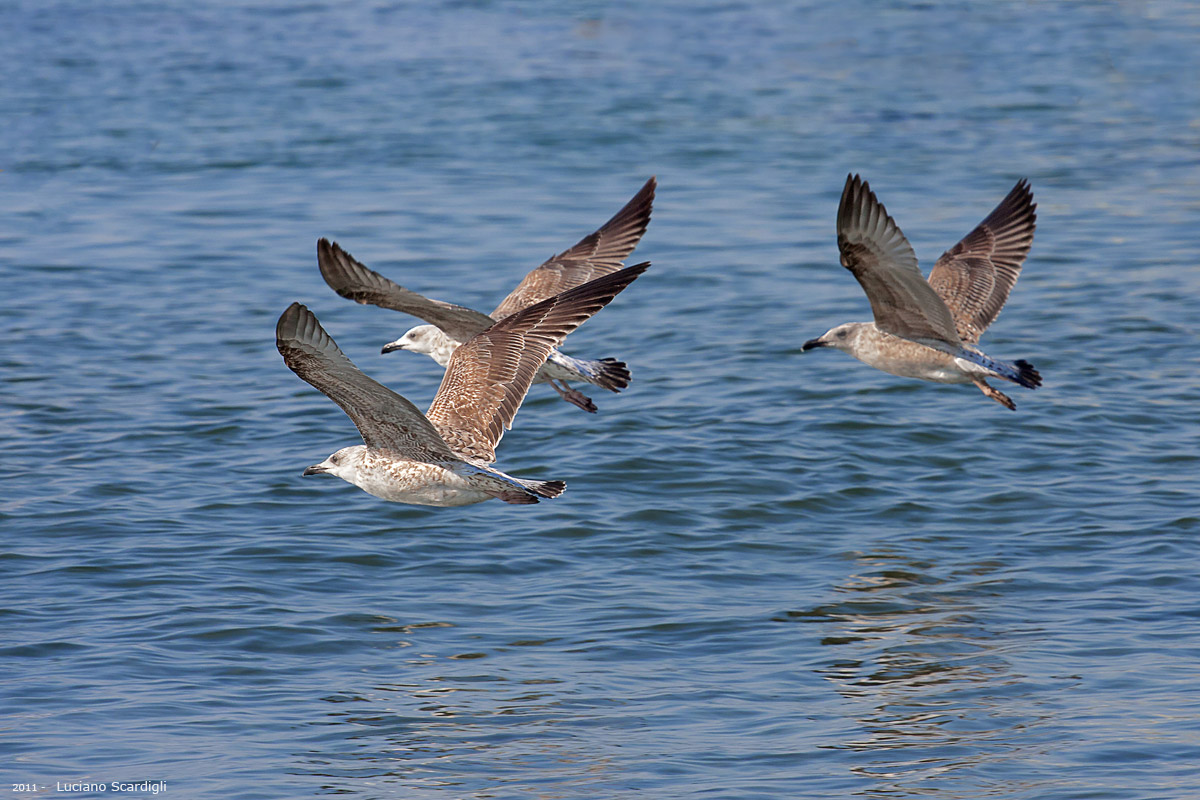 Gabbiani reali giovani,MG11592