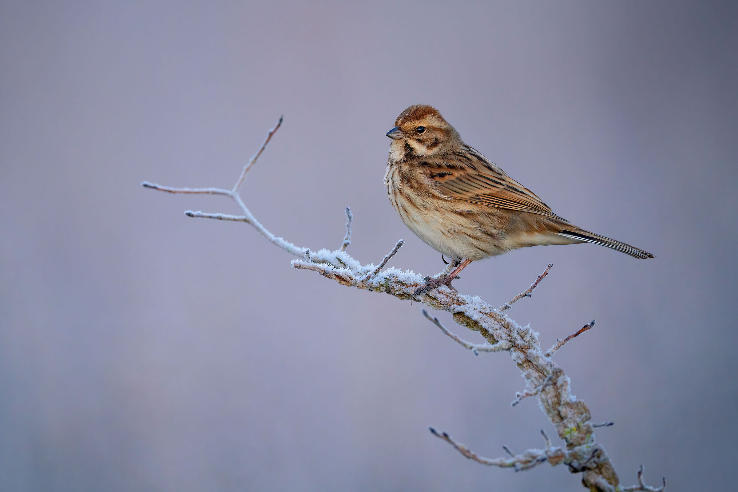 migliarino di palude