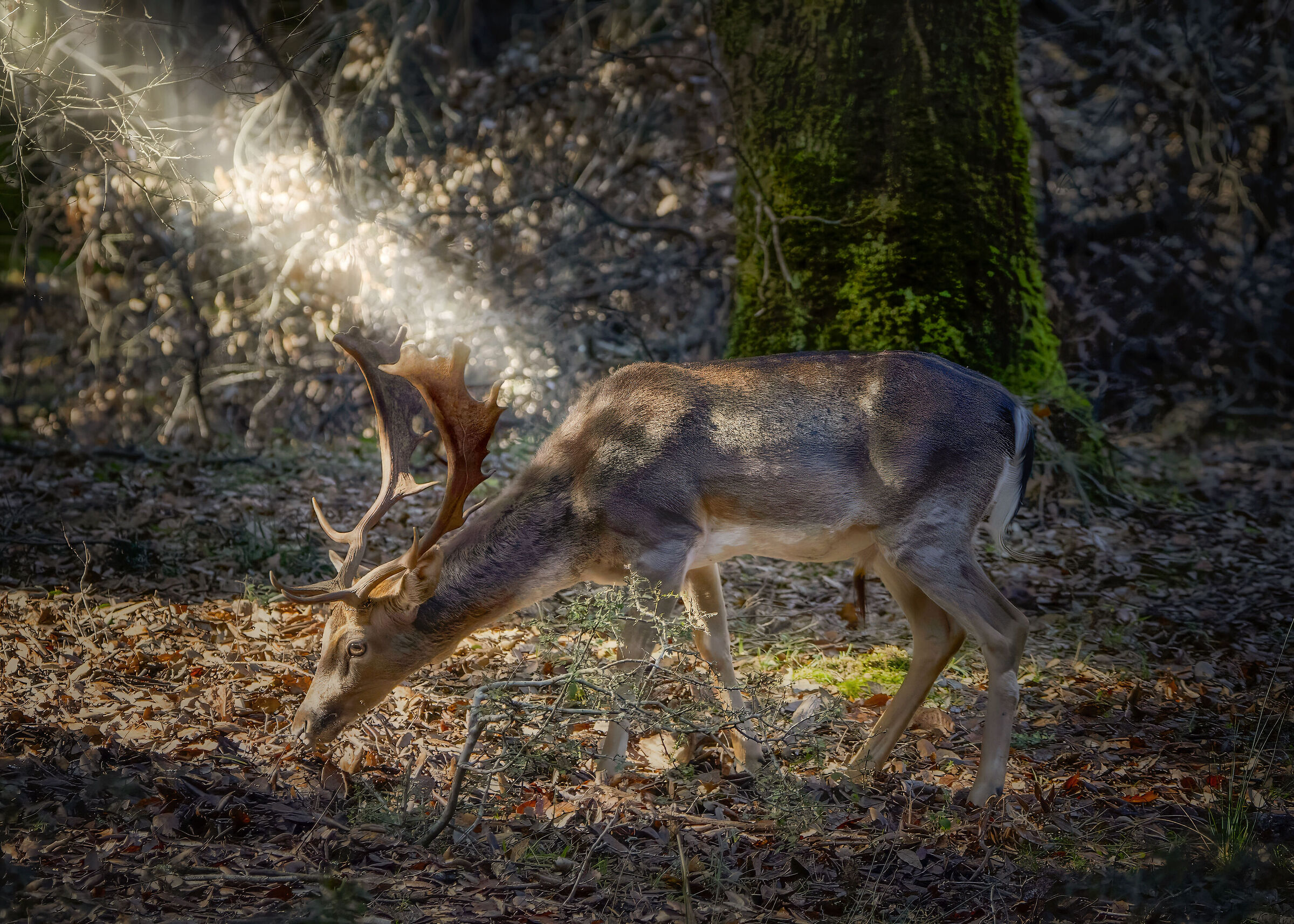 Il Bosco Incantato. . .