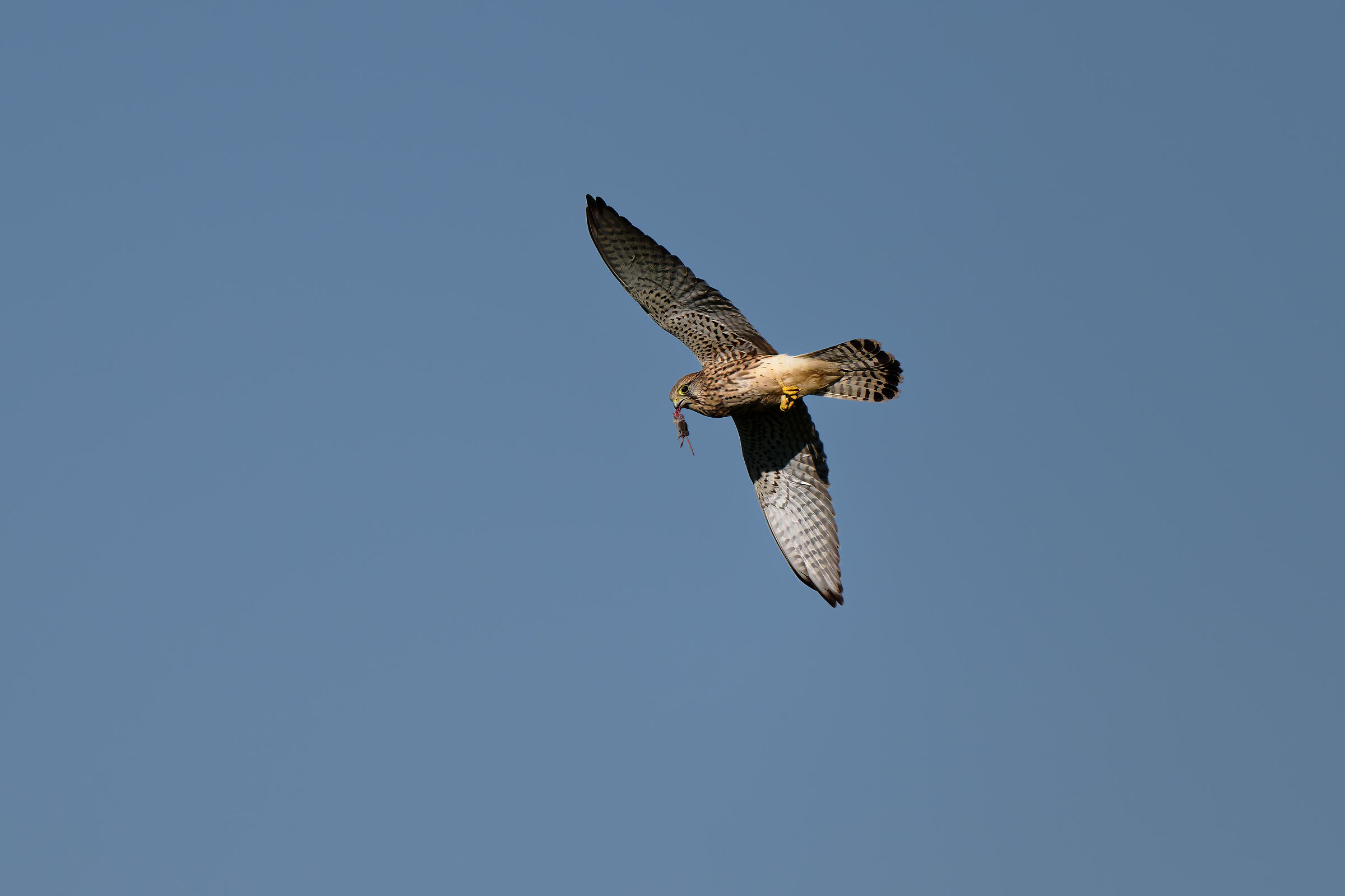 Kestrel with prey