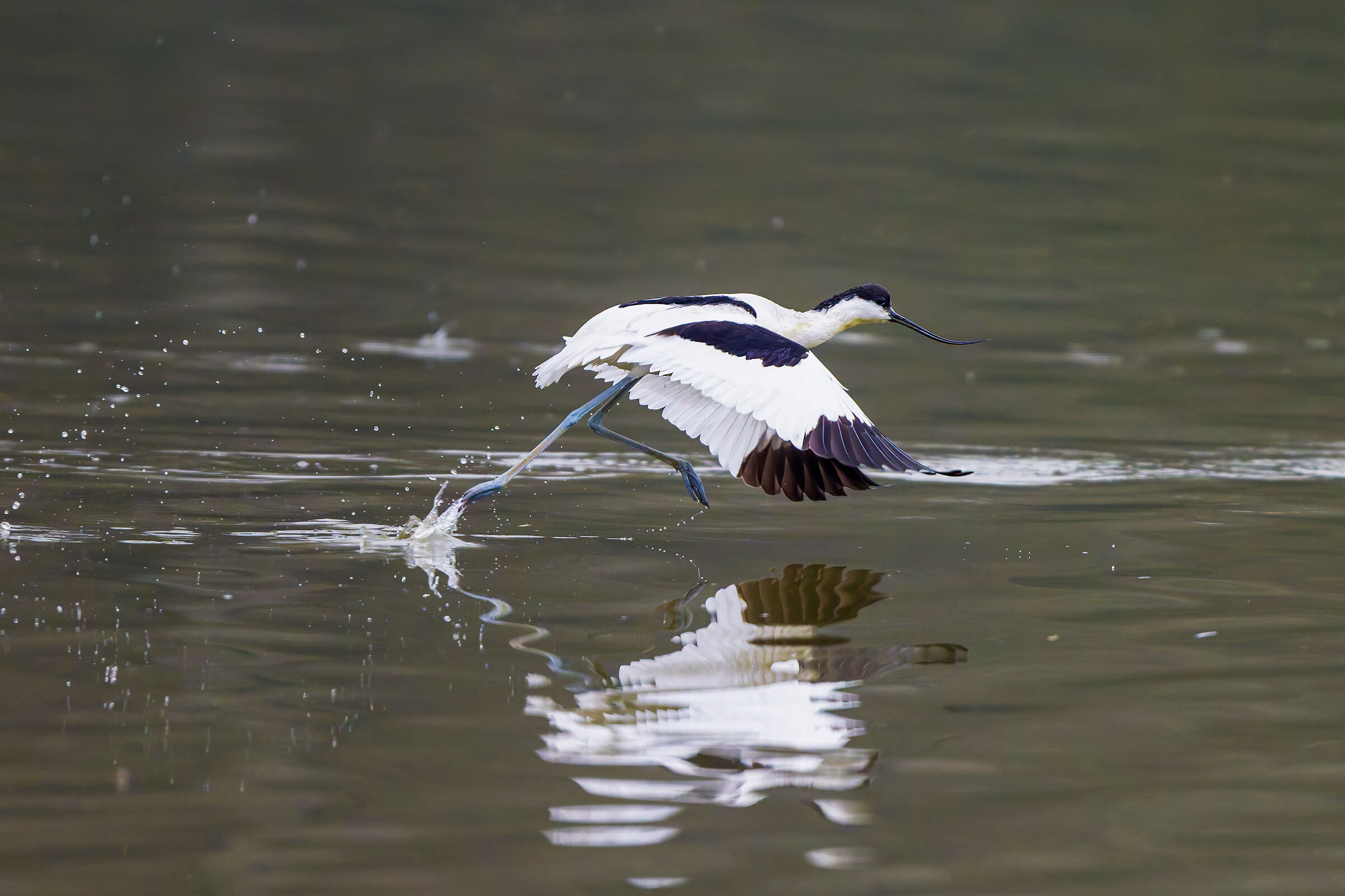 Avocet