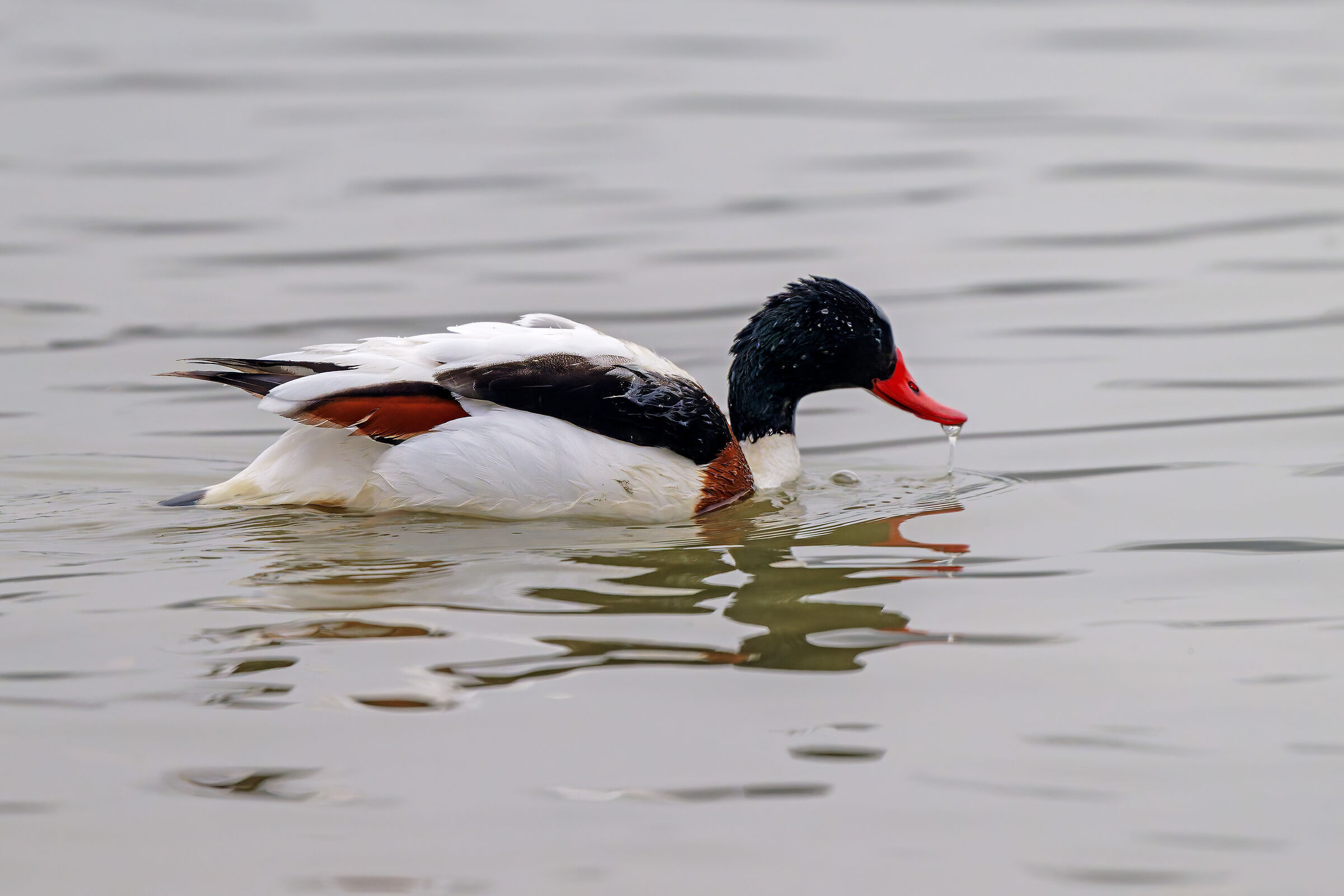 Common shelduck