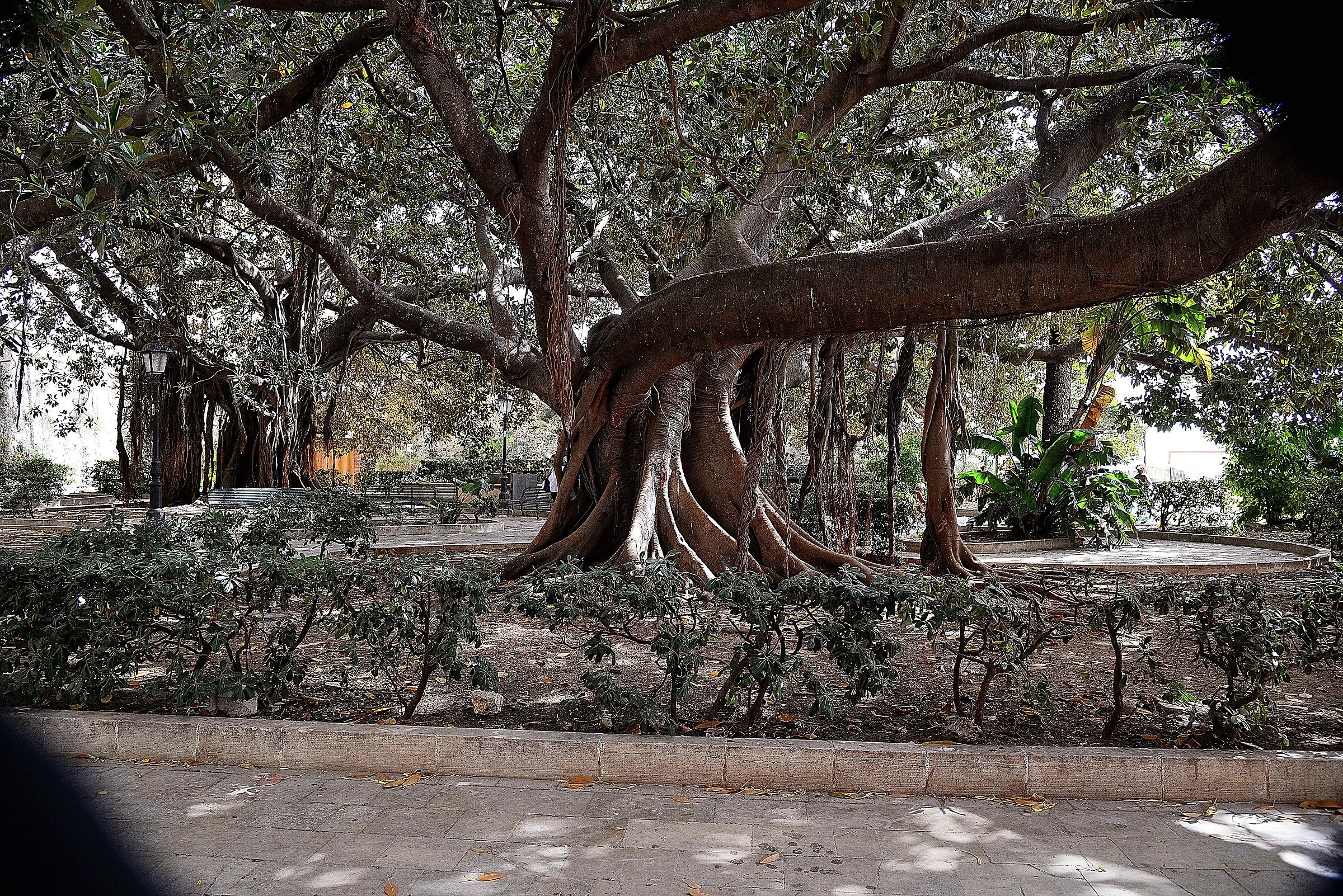 Centuries-old Ficus