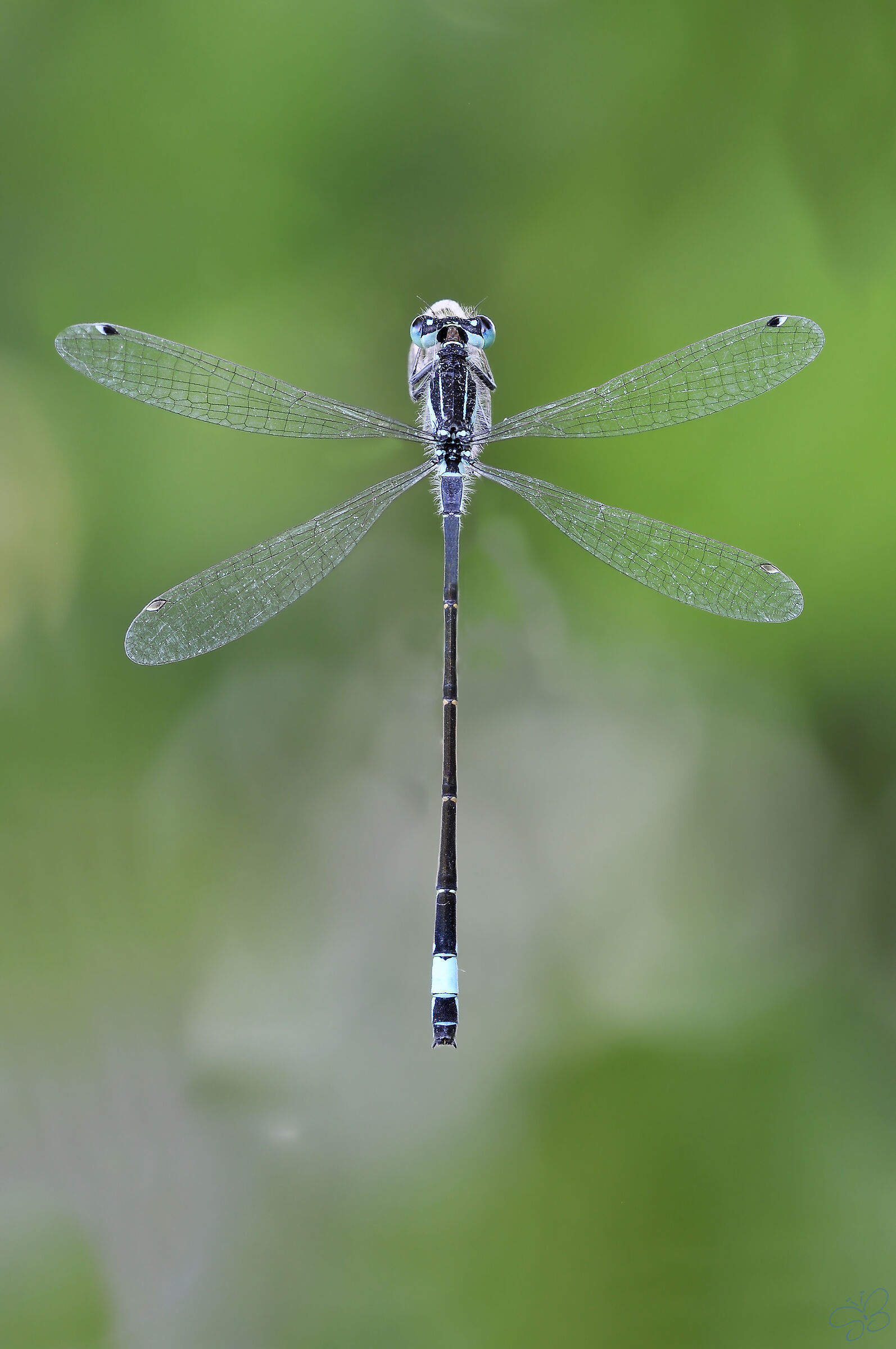Dragonfly