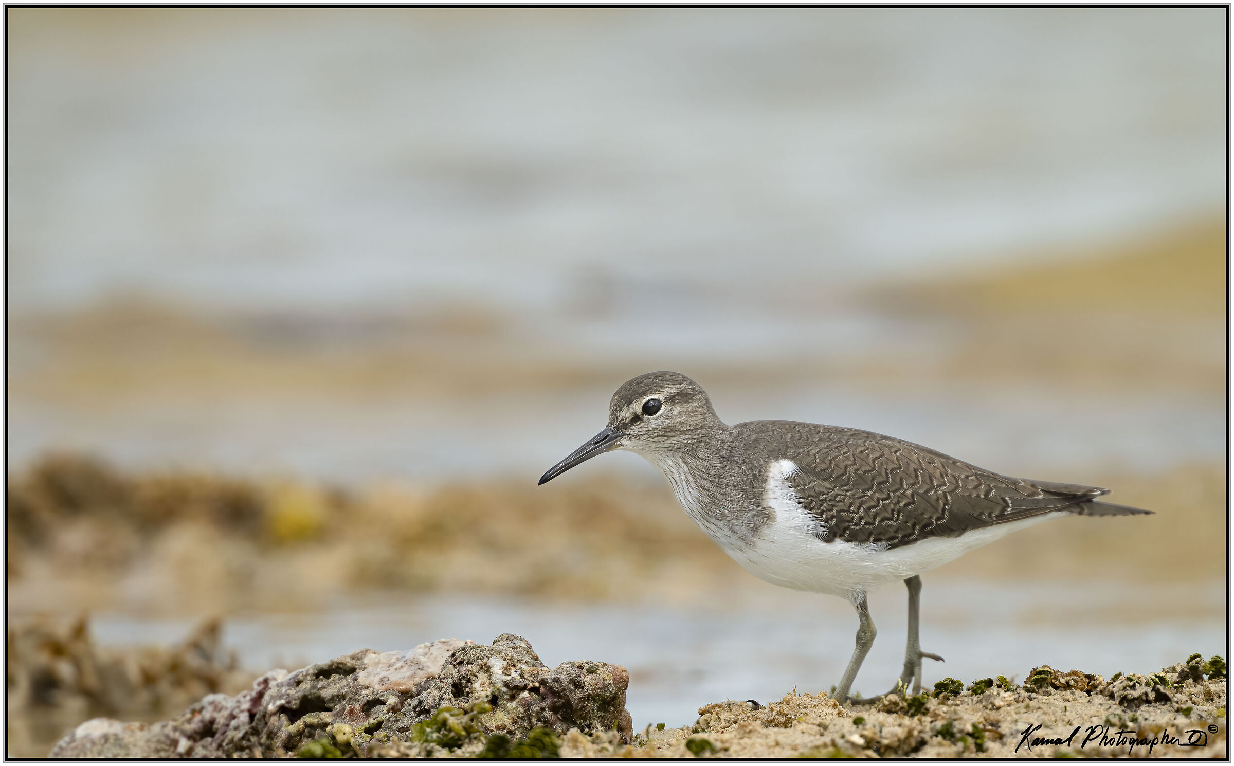 Wheatear Sandpiper
