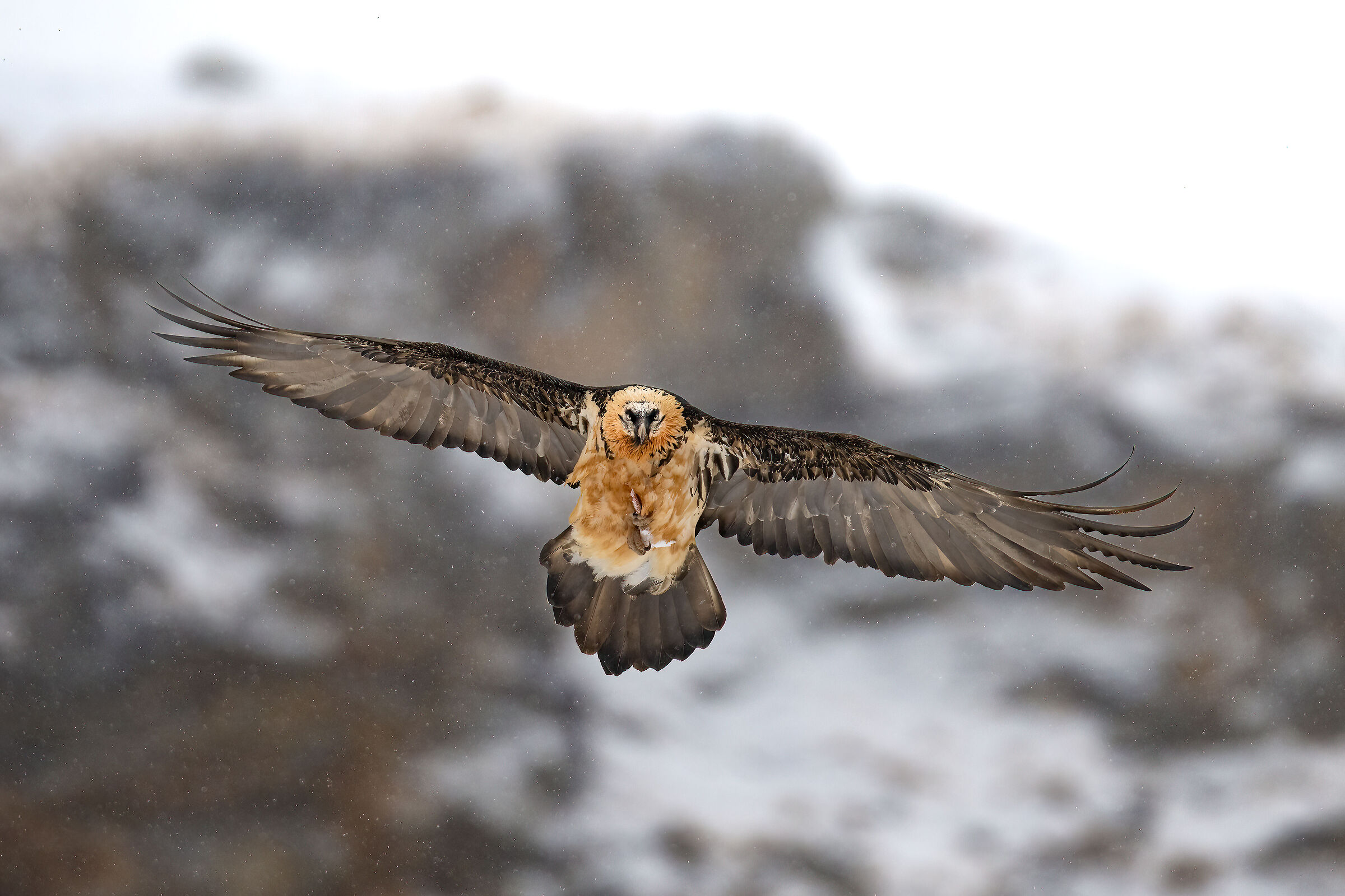 Gypaetus barbatus - Gran Paradiso National Park