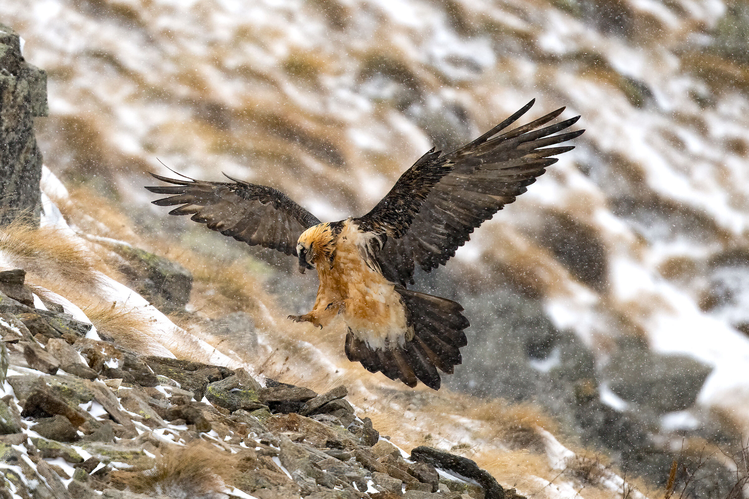 Gypaetus barbatus - Gran Paradiso National Park