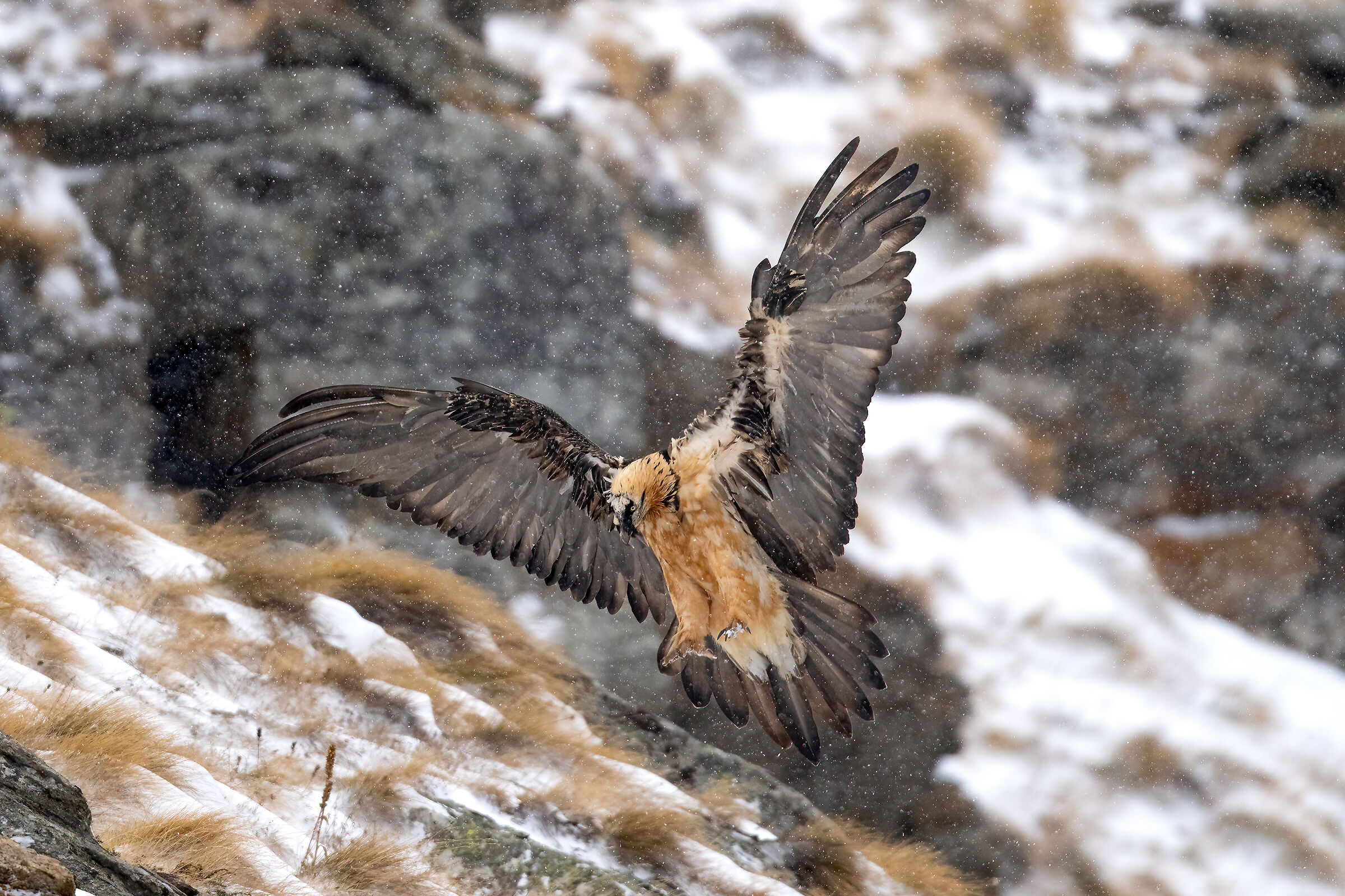 Gypaetus barbatus - Gran Paradiso National Park