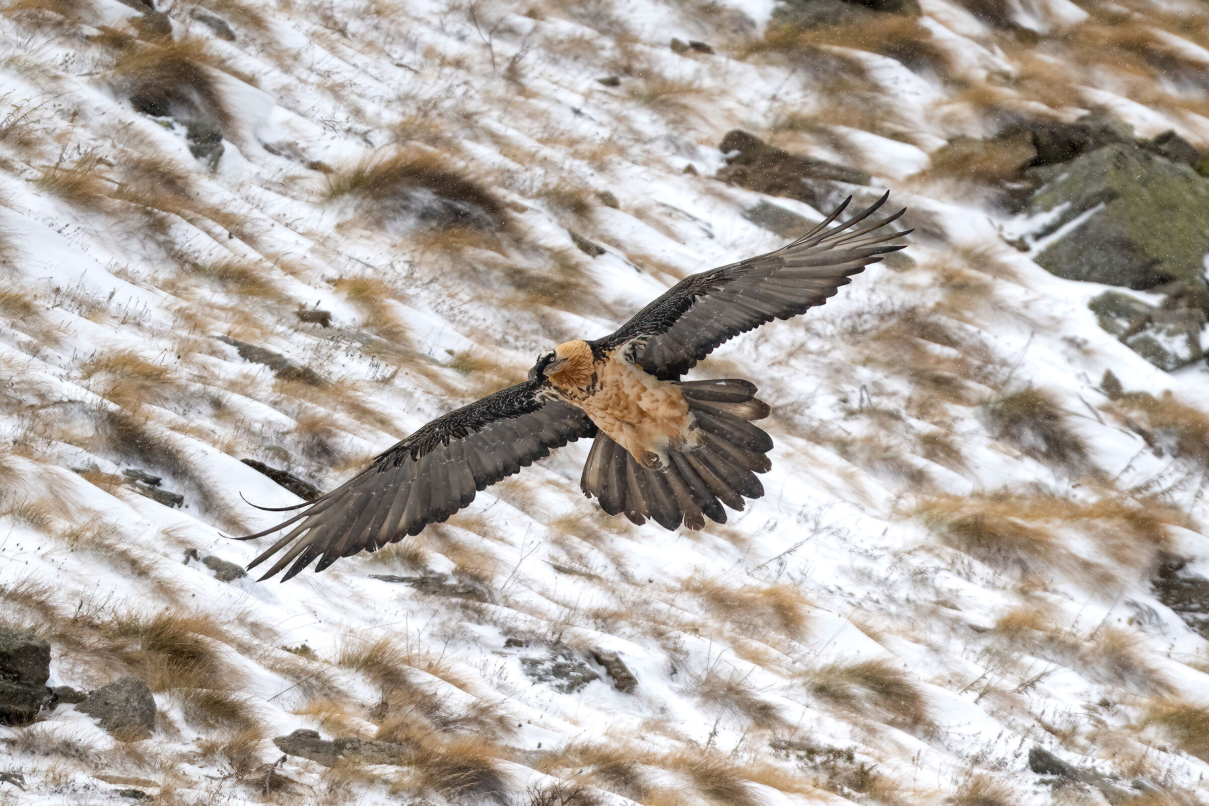 Gypaetus barbatus - Gran Paradiso National Park