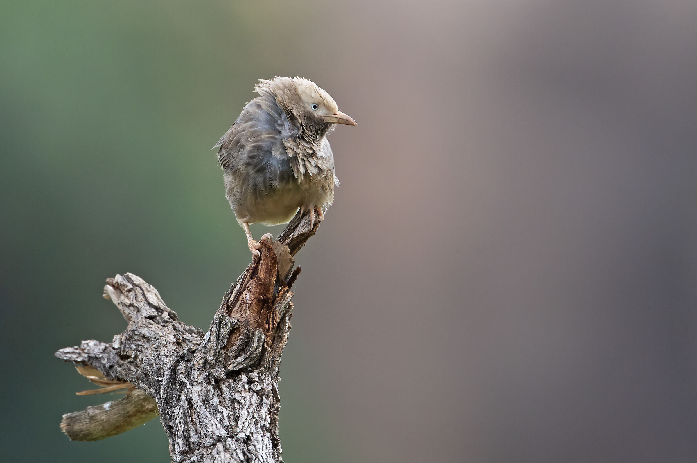 Yellow-billed babbler (Argya affinis)